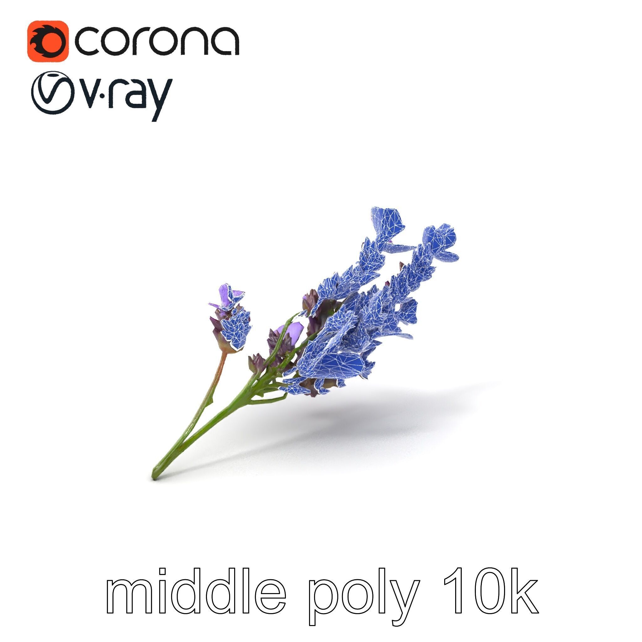 Lavender Flower Botanical Detailed 3D model pack Low-poly 3D model_6