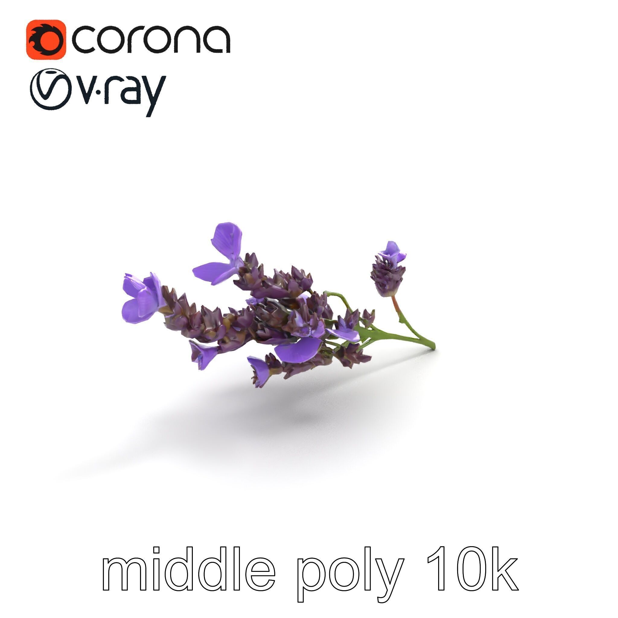 Lavender Flower Botanical Detailed 3D model pack Low-poly 3D model_8