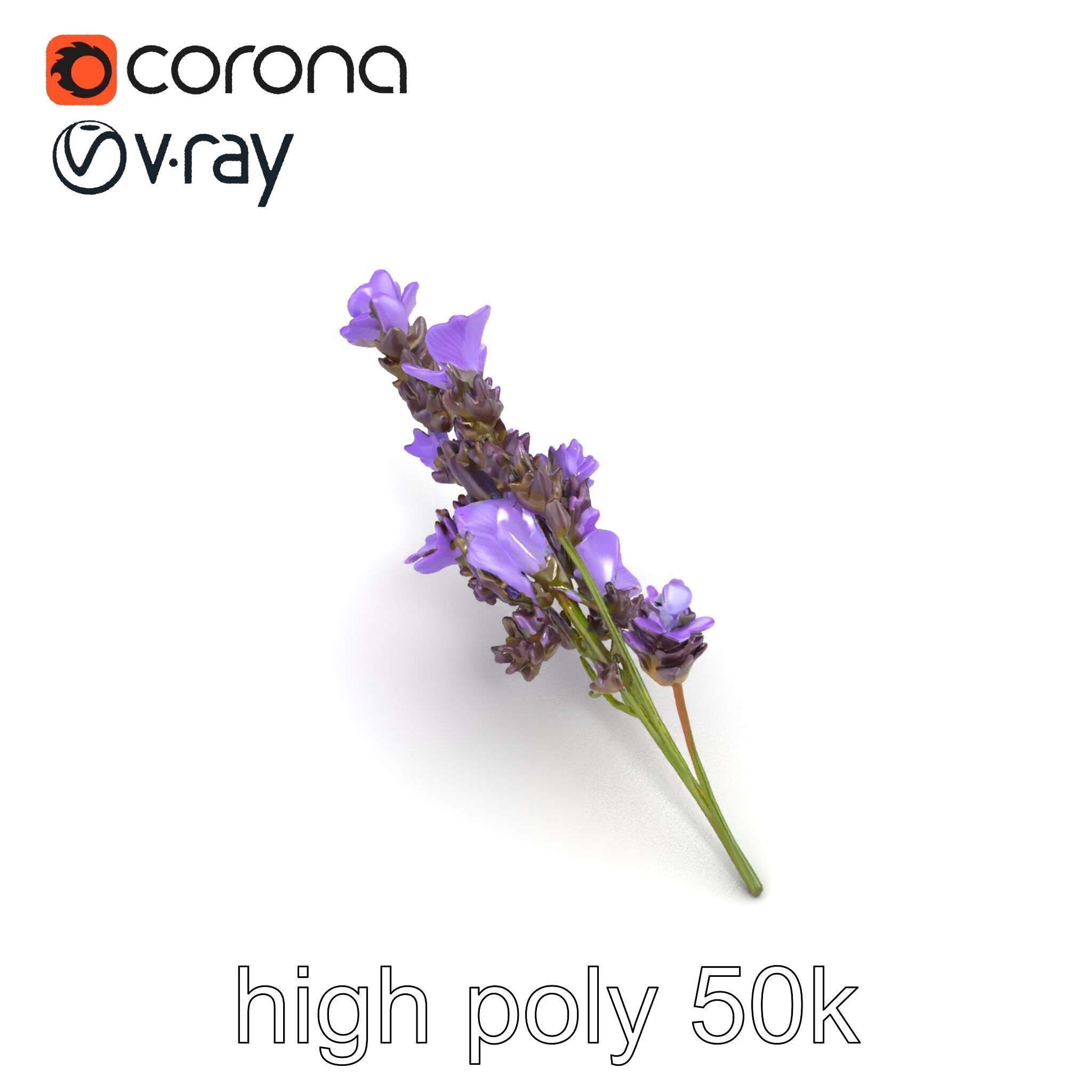 Lavender Flower Botanical Detailed 3D model pack Low-poly 3D model_29