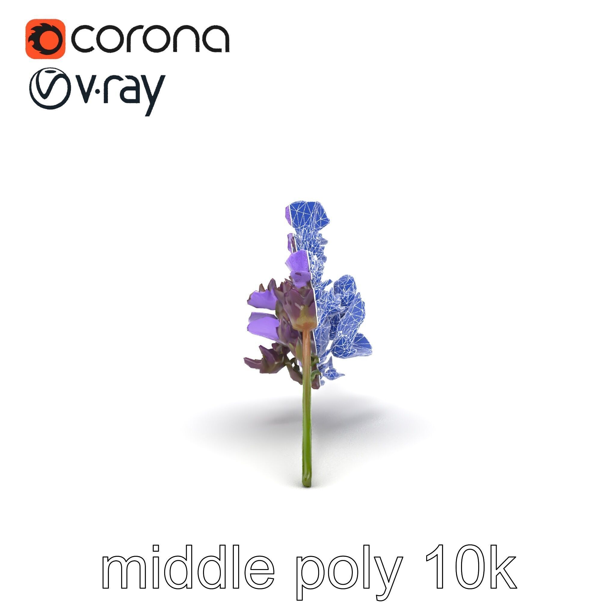 Lavender Flower Botanical Detailed 3D model pack Low-poly 3D model_16