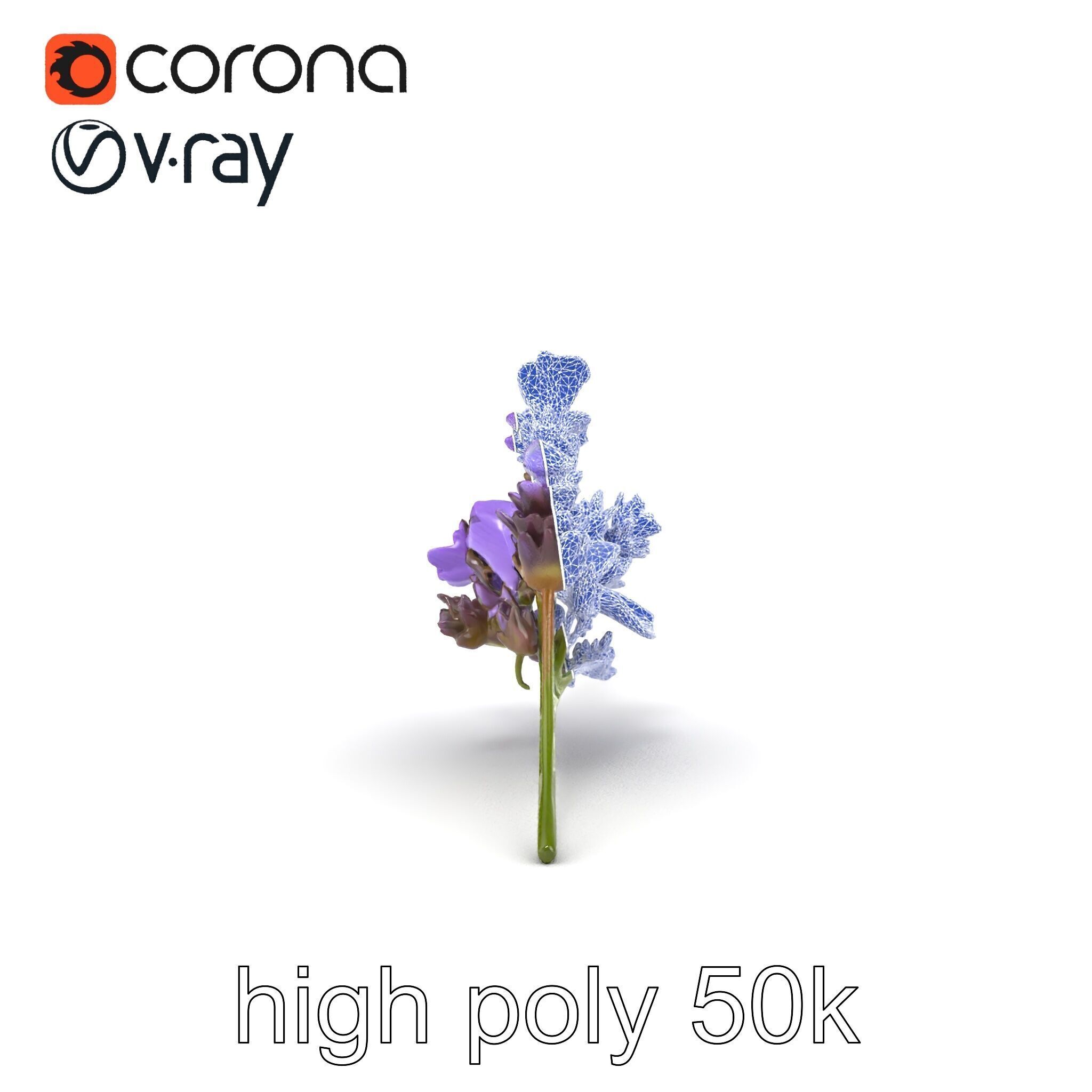 Lavender Flower Botanical Detailed 3D model pack Low-poly 3D model_22