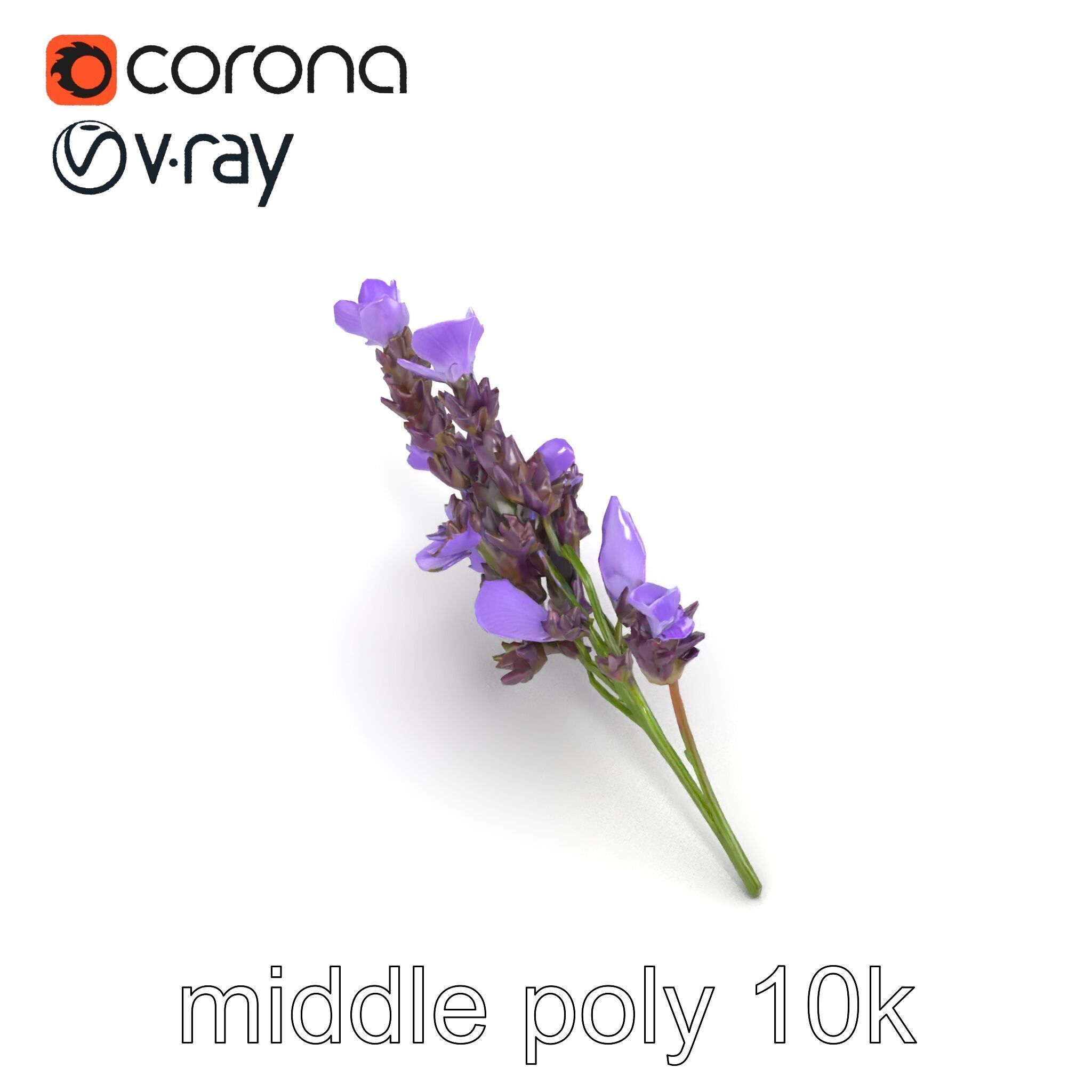 Lavender Flower Botanical Detailed 3D model pack Low-poly 3D model_14