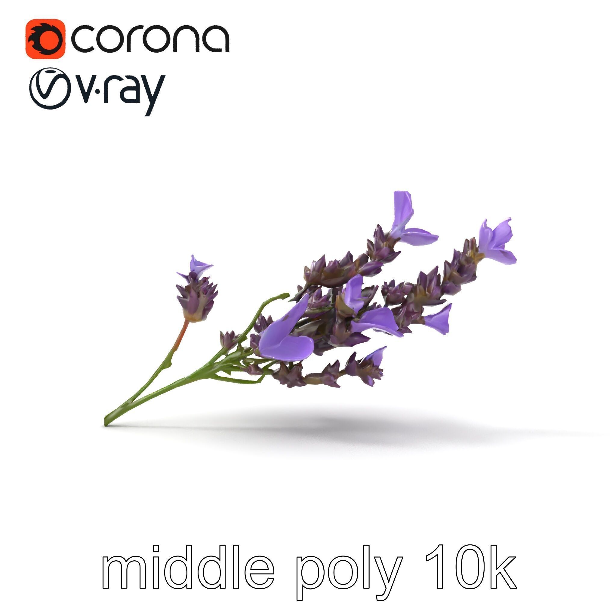 Lavender Flower Botanical Detailed 3D model pack Low-poly 3D model_25