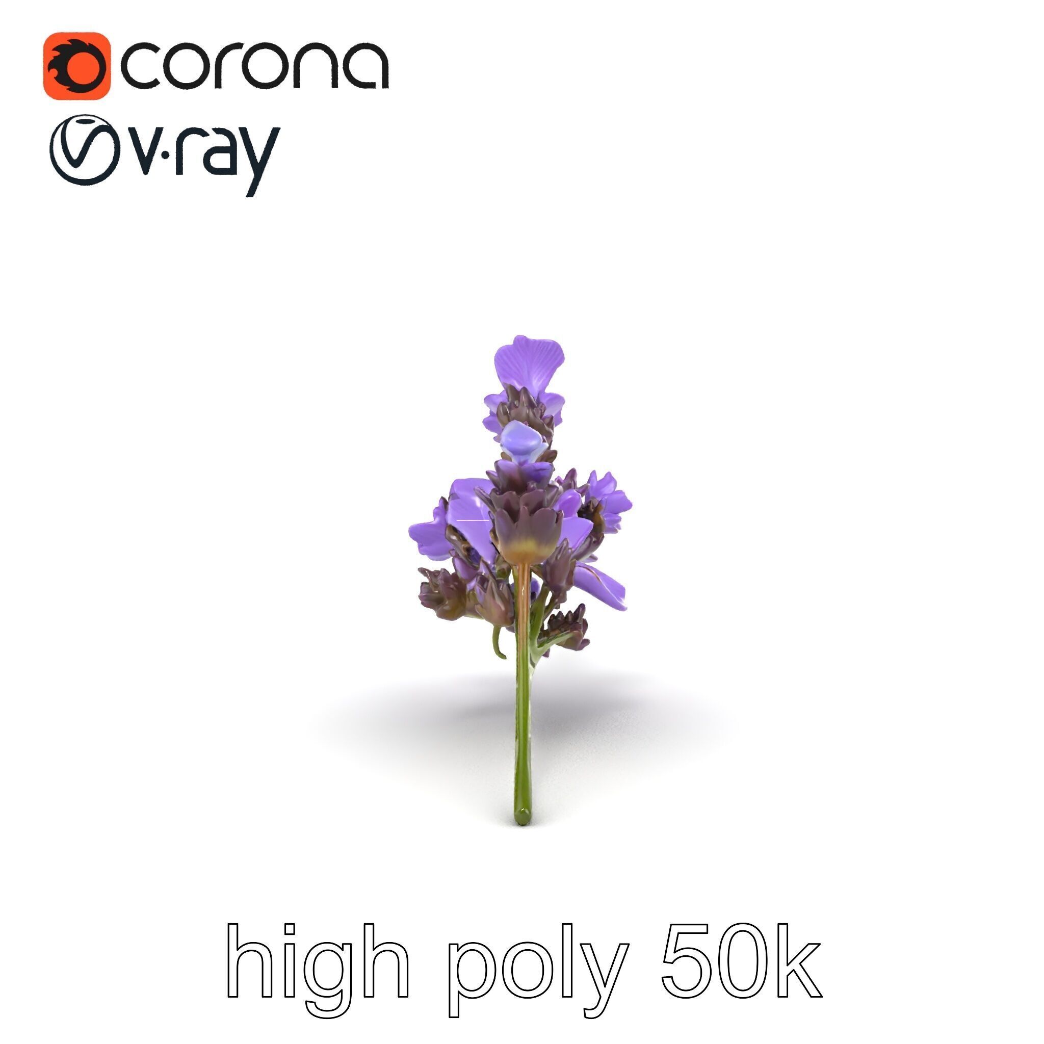 Lavender Flower Botanical Detailed 3D model pack Low-poly 3D model_17