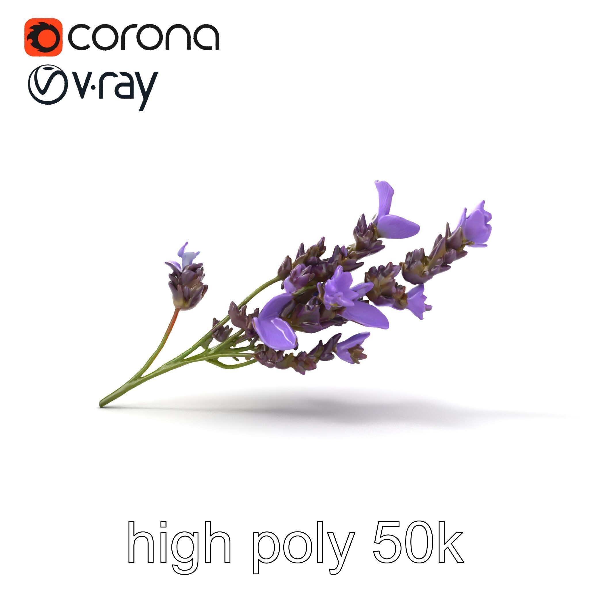Lavender Flower Botanical Detailed 3D model pack Low-poly 3D model_18