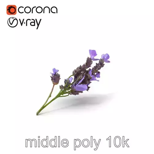 Lavender Flower Botanical Detailed 3D model pack Low-poly 3D model Lavender Flower Botanical Detailed 3D model pack Low-poly 3D model
