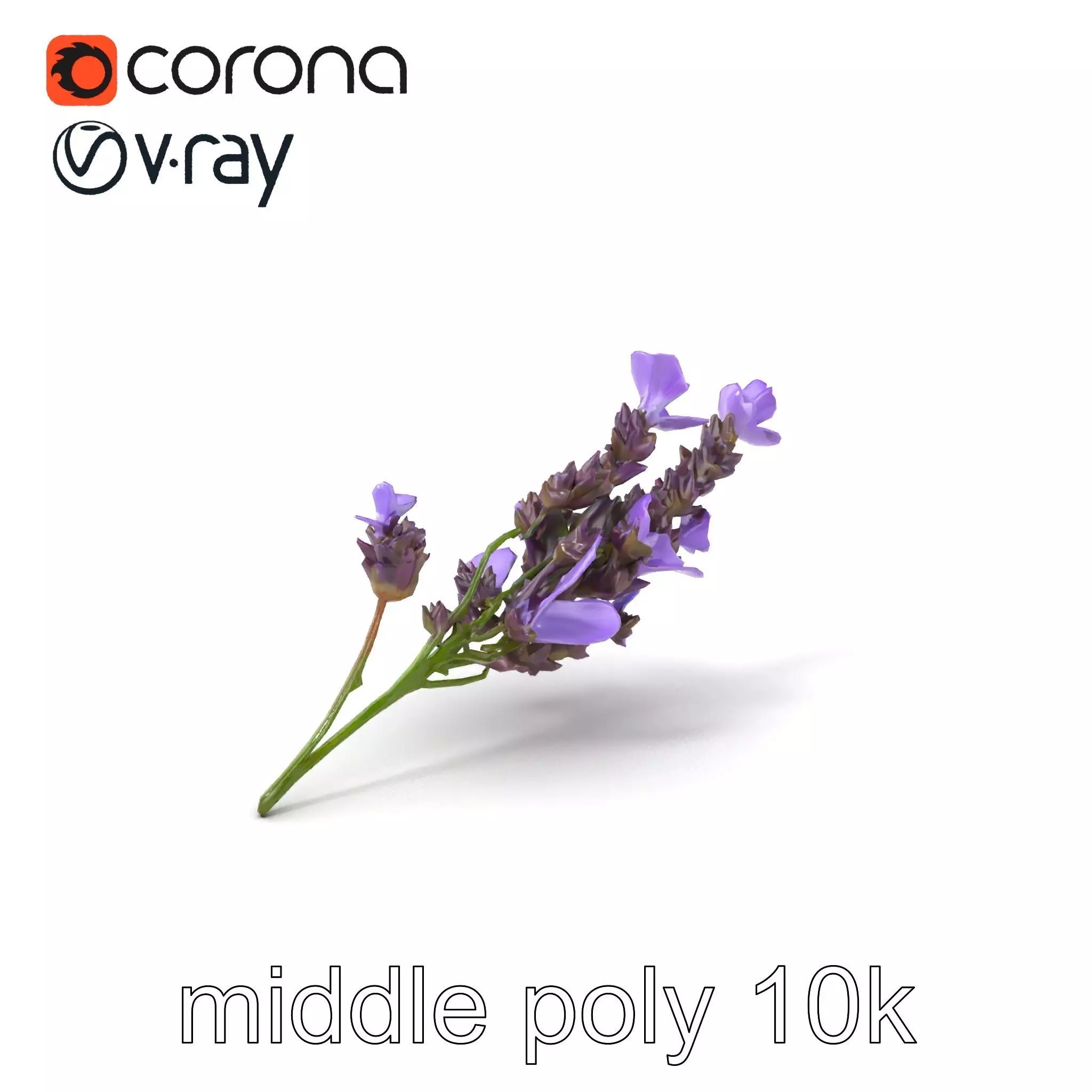 Lavender Flower Botanical Detailed 3D model pack Low-poly 3D model_0