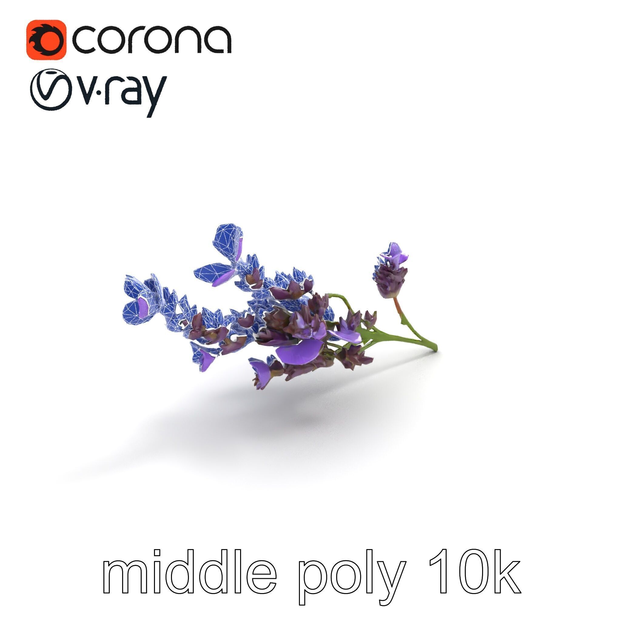 Lavender Flower Botanical Detailed 3D model pack Low-poly 3D model_12