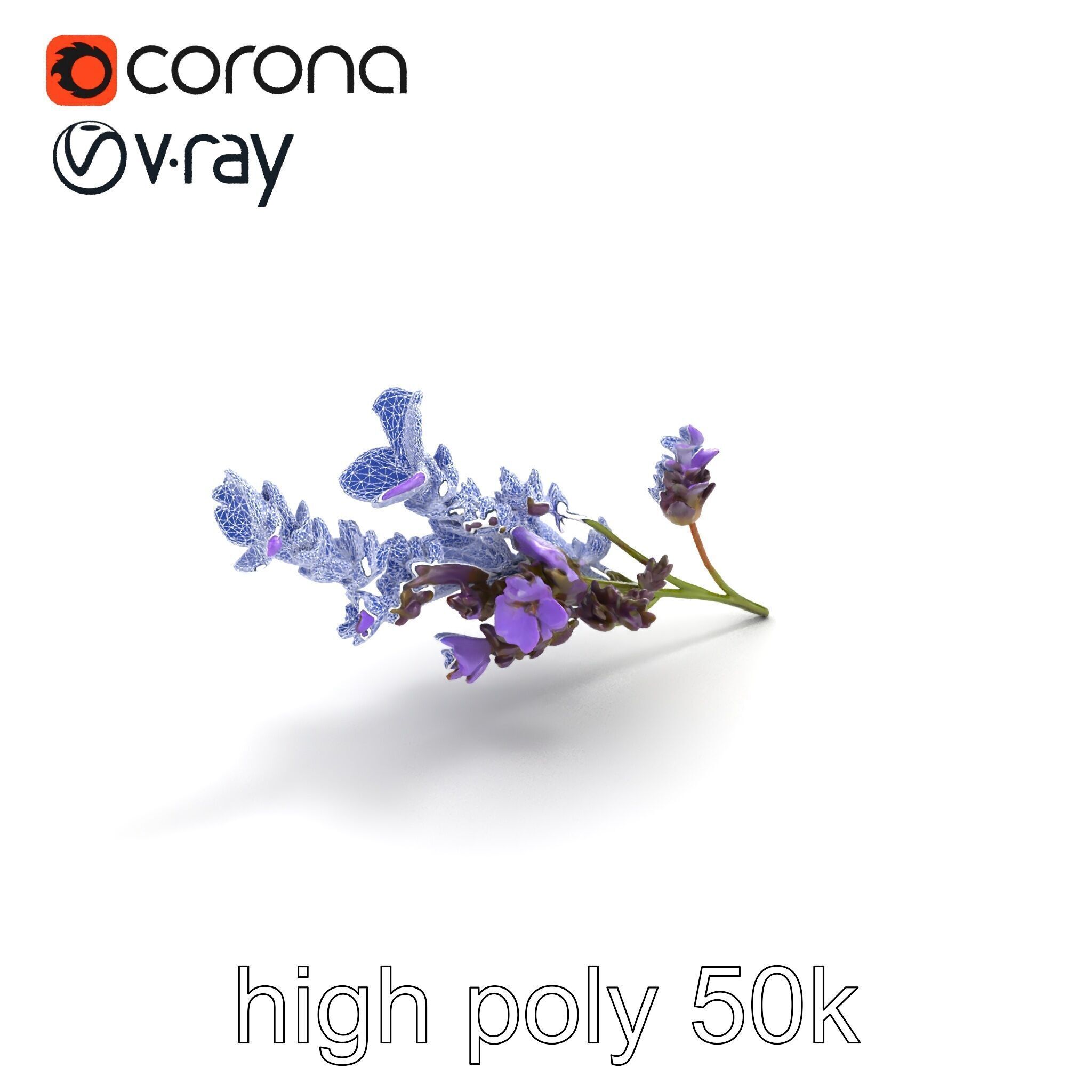 Lavender Flower Botanical Detailed 3D model pack Low-poly 3D model_24