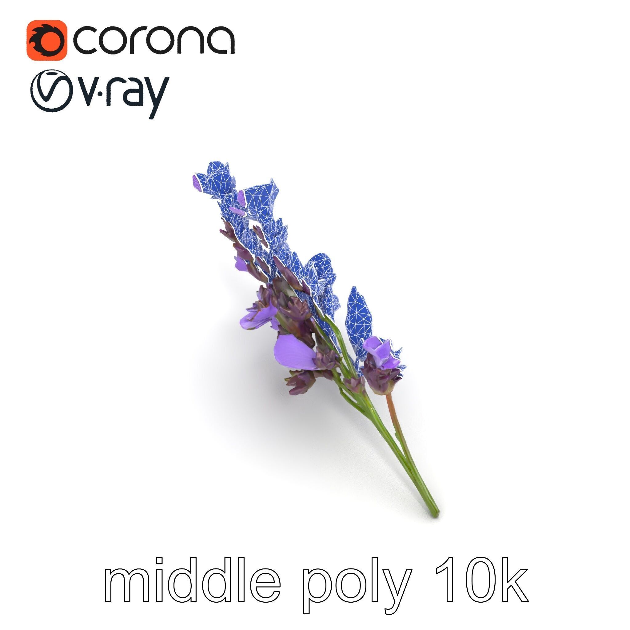 Lavender Flower Botanical Detailed 3D model pack Low-poly 3D model_13