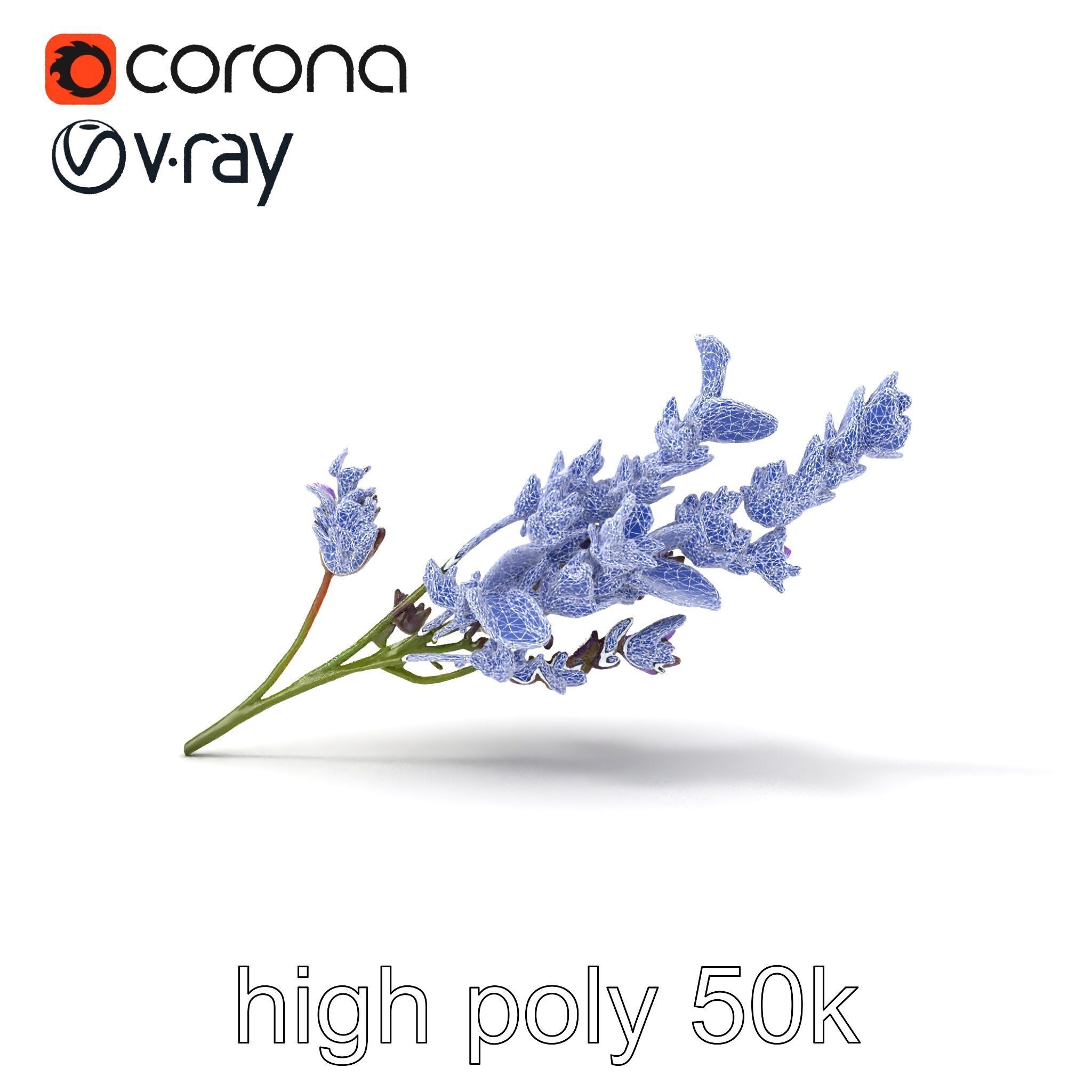 Lavender Flower Botanical Detailed 3D model pack Low-poly 3D model_32