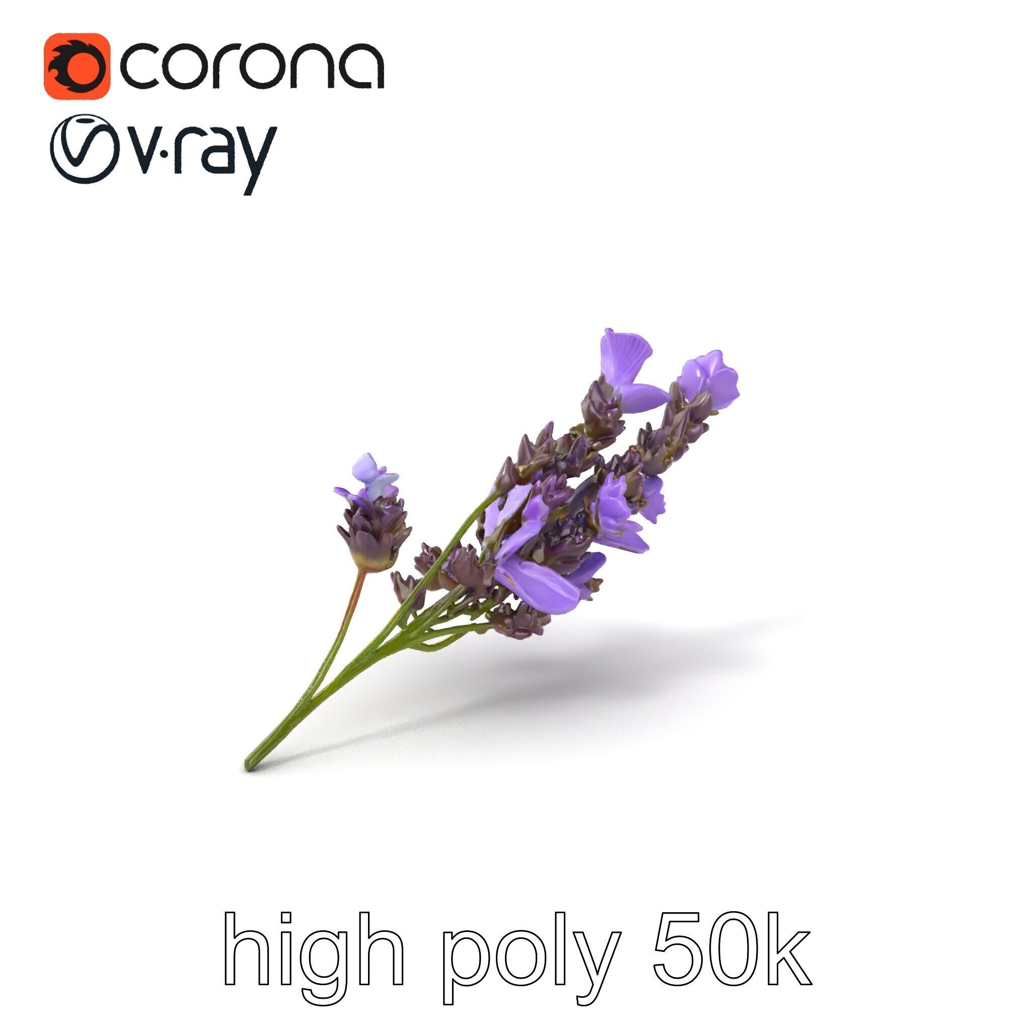 Lavender Flower Botanical Detailed 3D model pack Low-poly 3D model_2