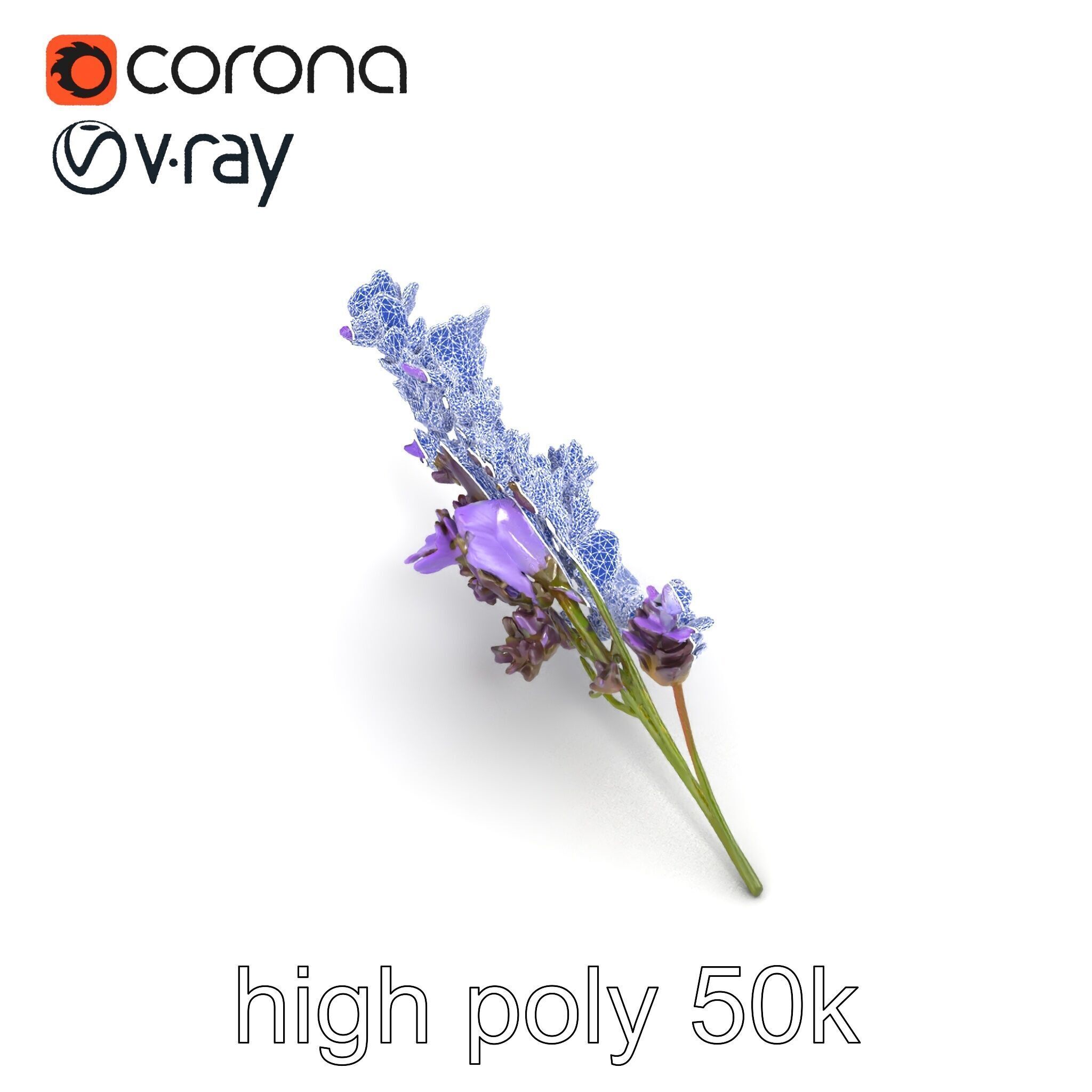 Lavender Flower Botanical Detailed 3D model pack Low-poly 3D model_31