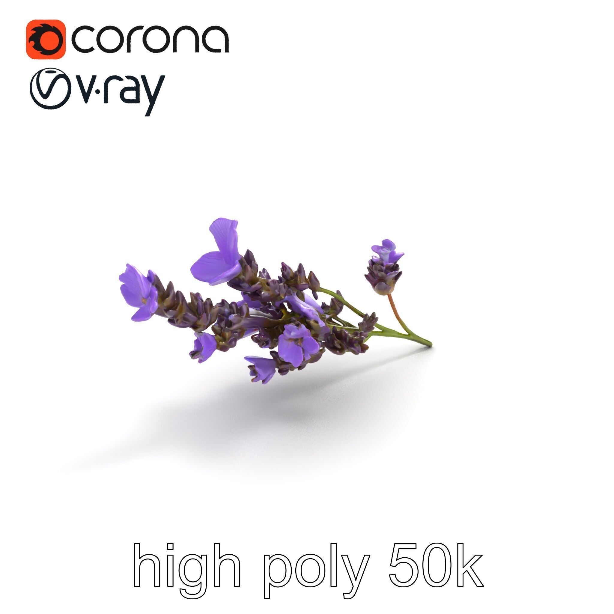 Lavender Flower Botanical Detailed 3D model pack Low-poly 3D model_30