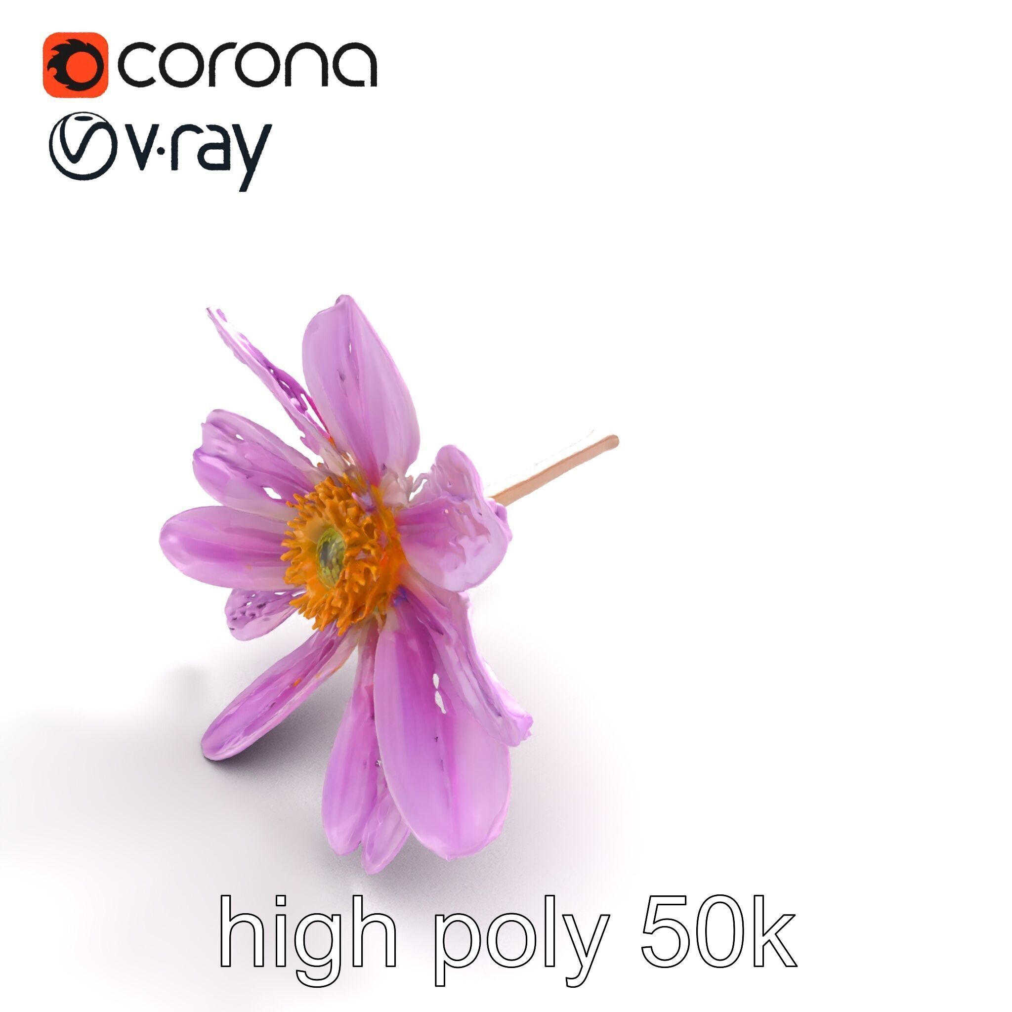 Lavandula Pink Botanical Sculpture model pack Low-poly 3D model_9