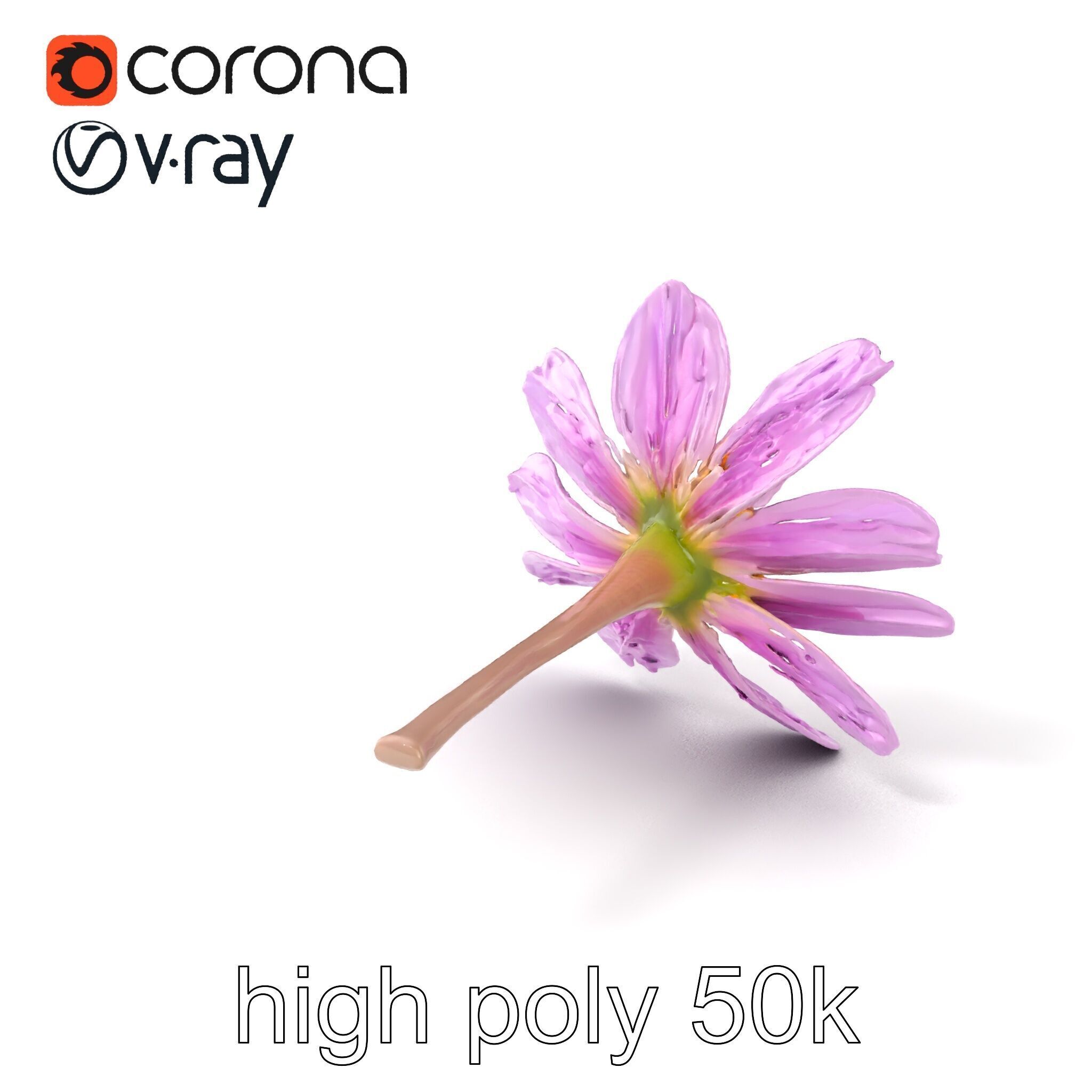 Lavandula Pink Botanical Sculpture model pack Low-poly 3D model_2