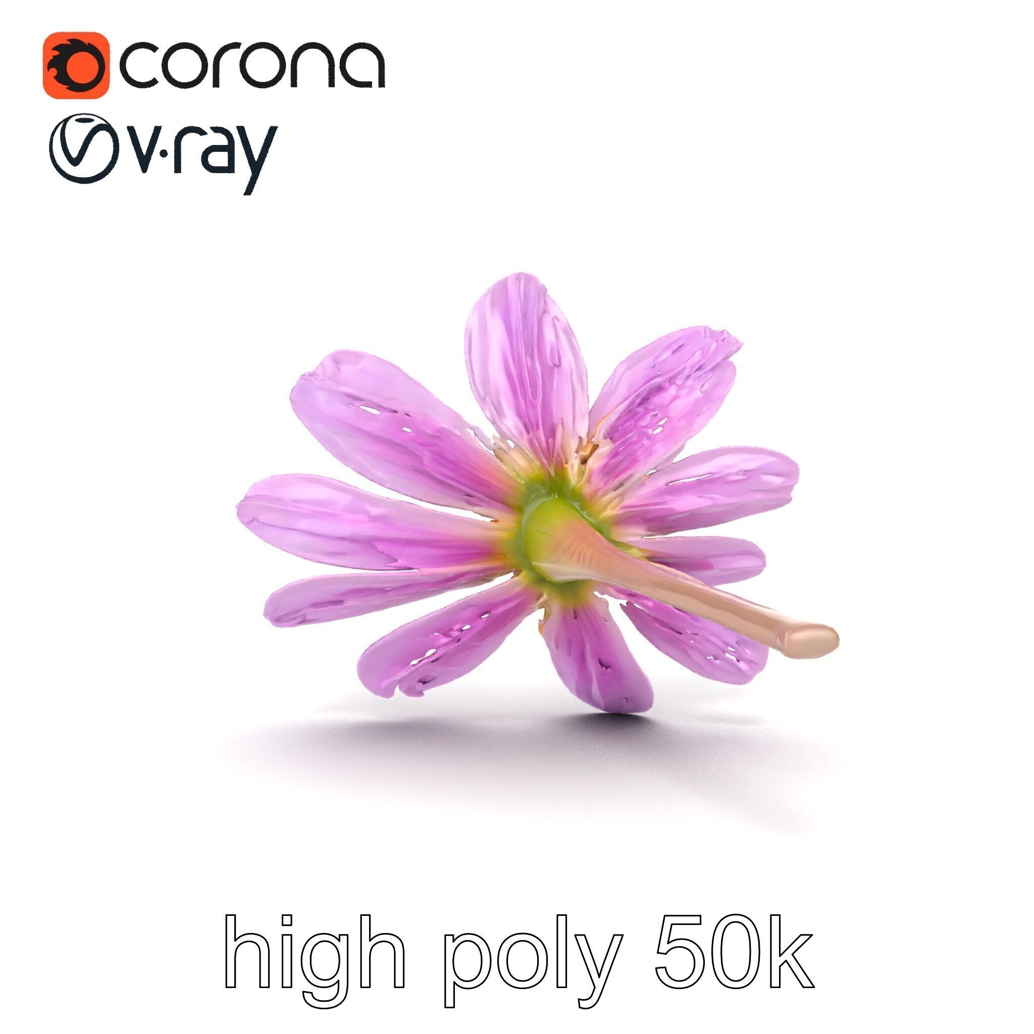 Lavandula Pink Botanical Sculpture model pack Low-poly 3D model_28