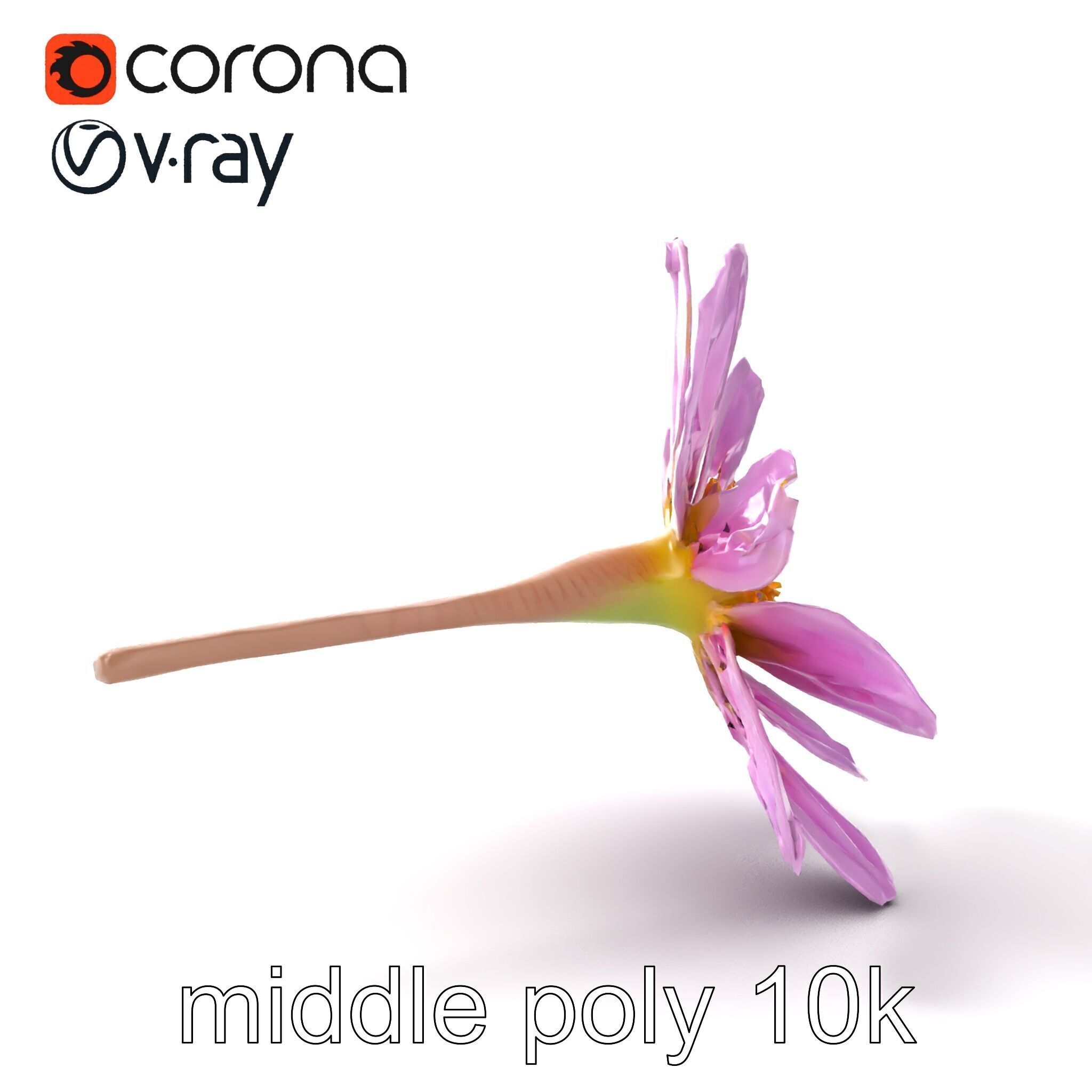 Lavandula Pink Botanical Sculpture model pack Low-poly 3D model_13