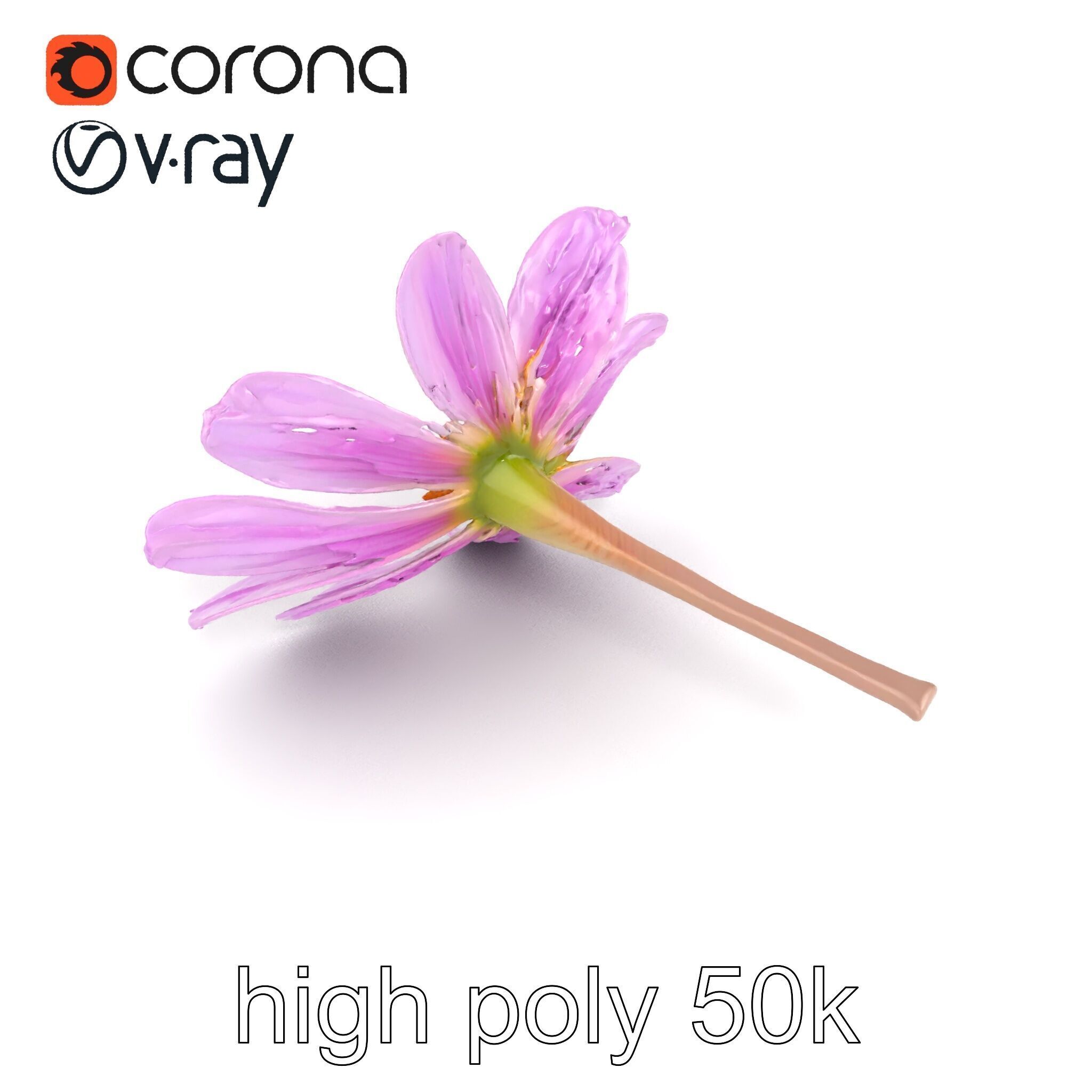 Lavandula Pink Botanical Sculpture model pack Low-poly 3D model_24