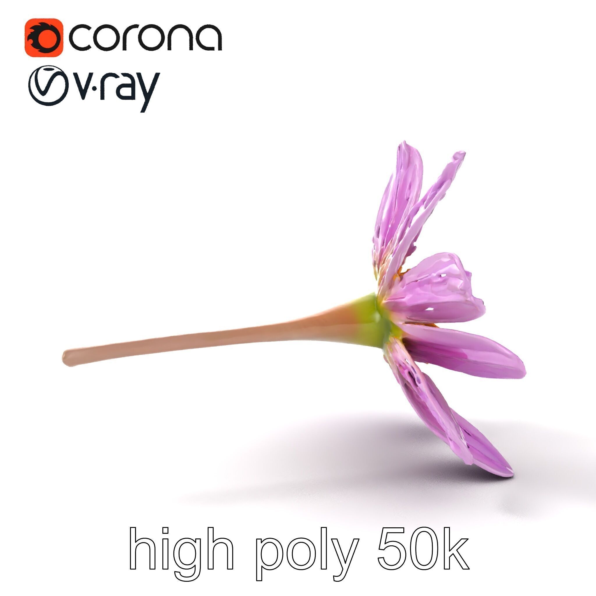 Lavandula Pink Botanical Sculpture model pack Low-poly 3D model_19