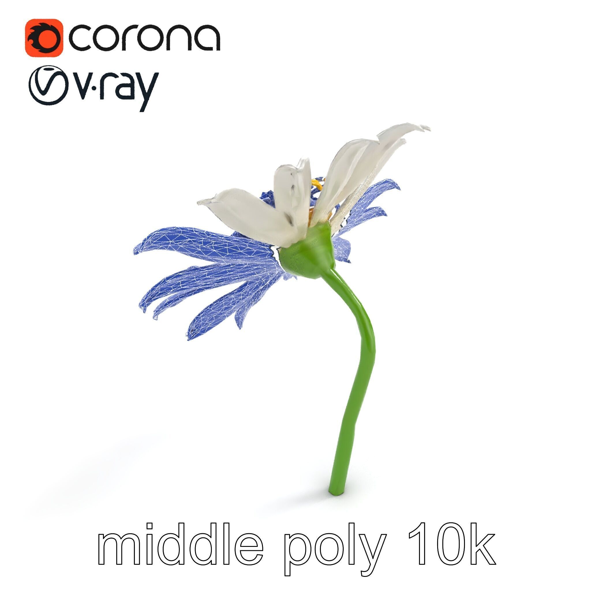 Lavandula White Flower Detailed Petals model pack Low-poly 3D model_13