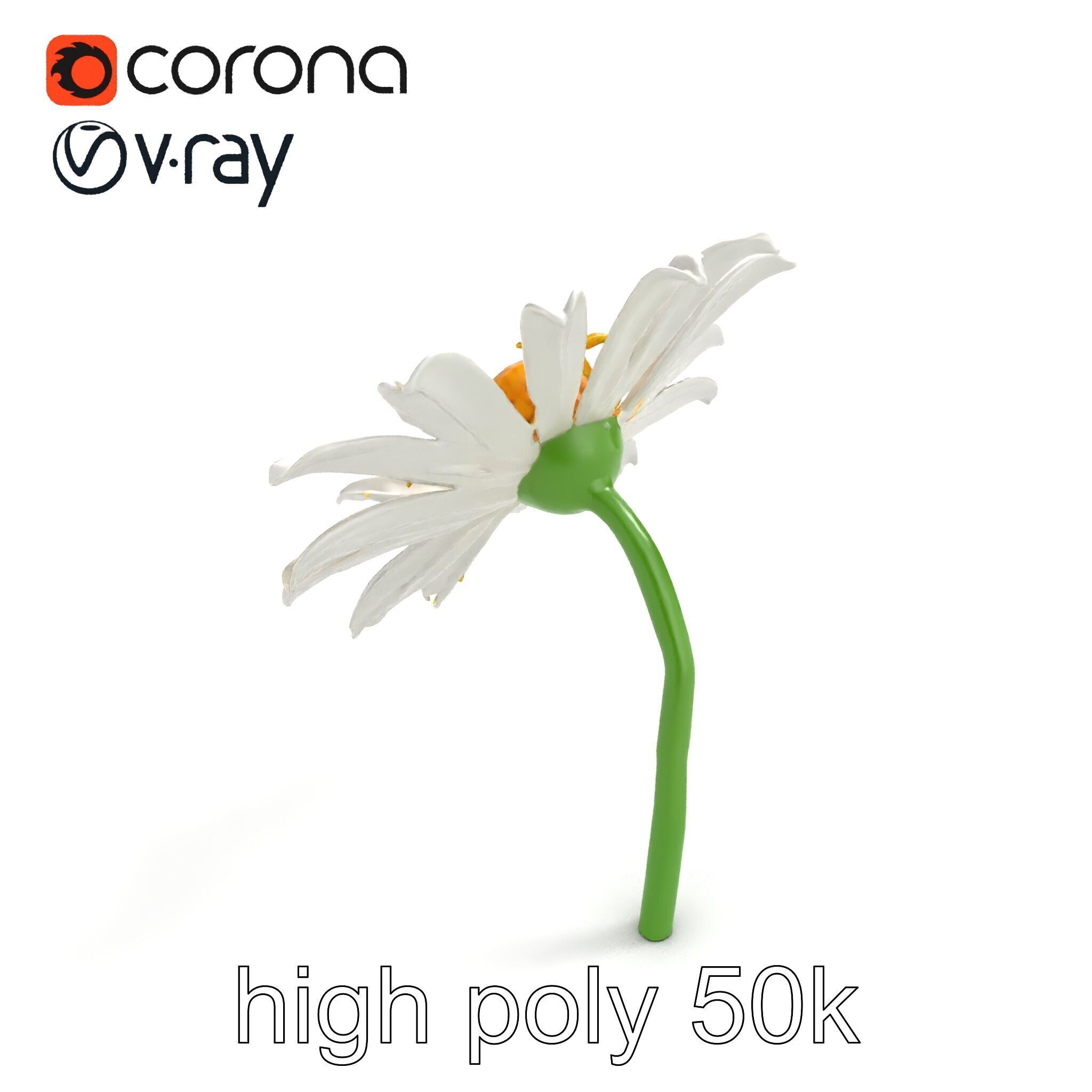 Lavandula White Flower Detailed Petals model pack Low-poly 3D model_23