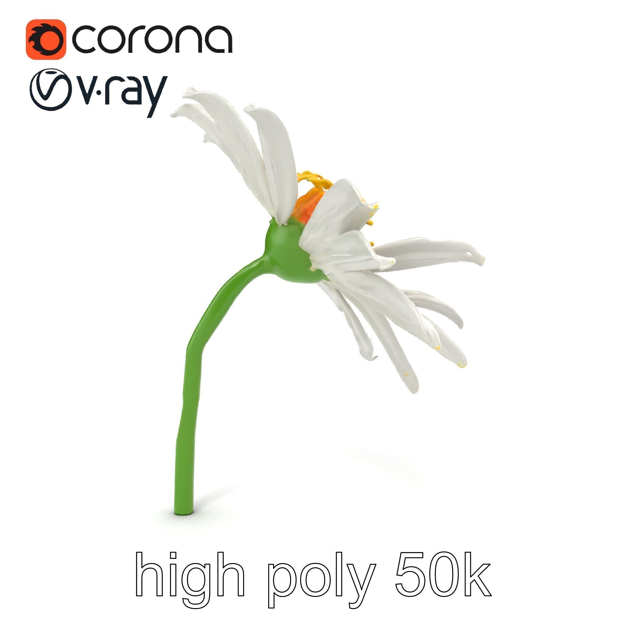 Lavandula White Flower Detailed Petals model pack Low-poly 3D model_32