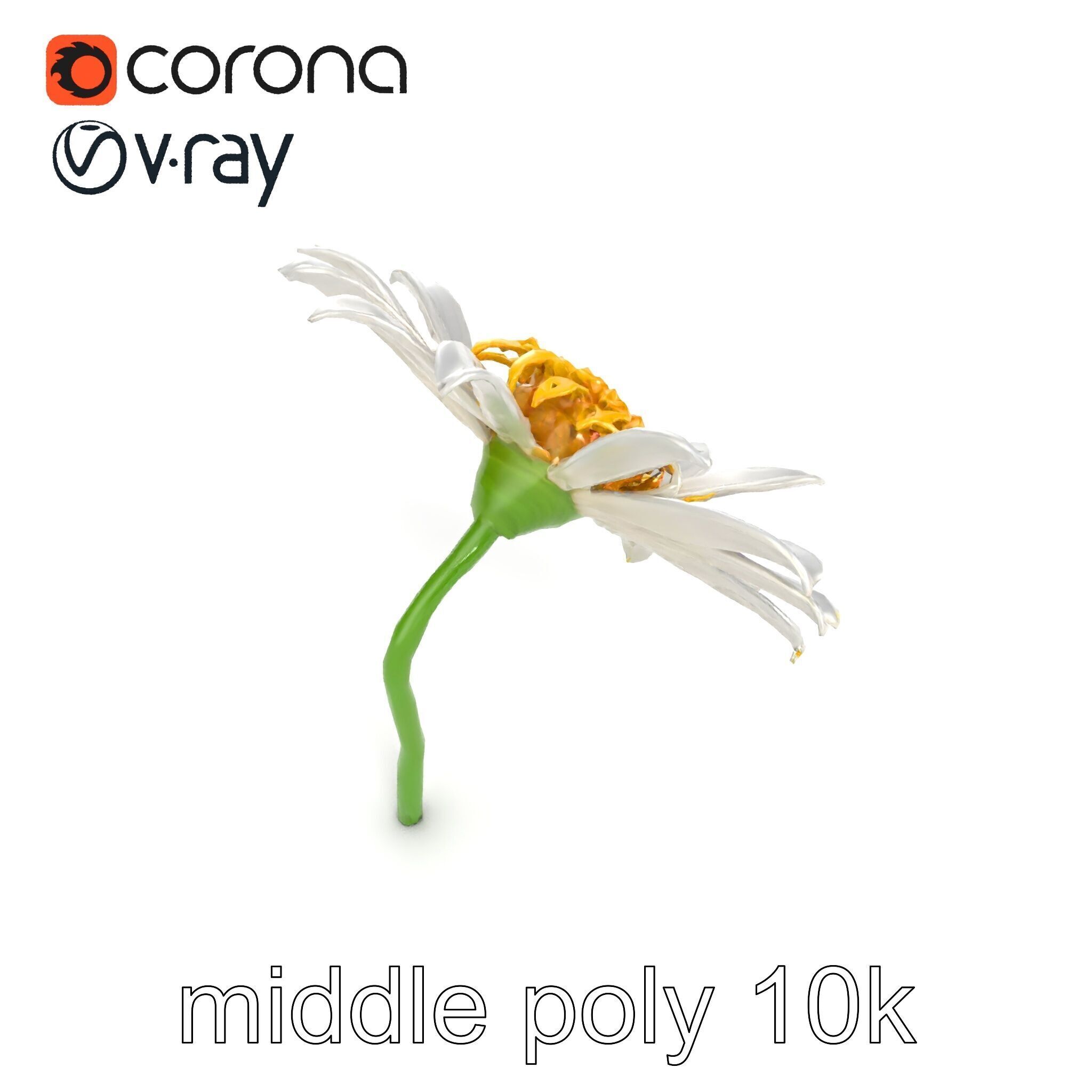 Lavandula White Flower Detailed Petals model pack Low-poly 3D model_15