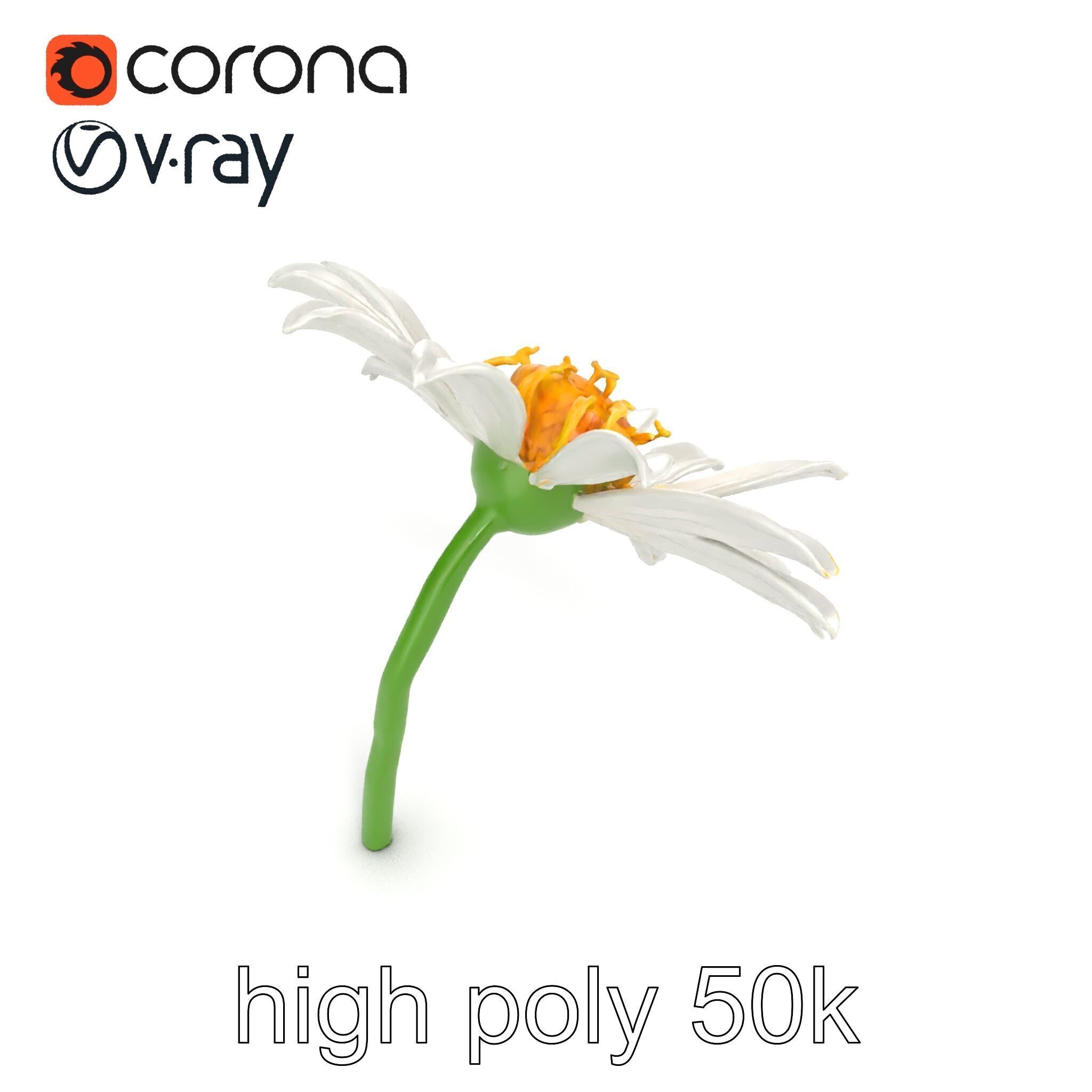 Lavandula White Flower Detailed Petals model pack Low-poly 3D model_14