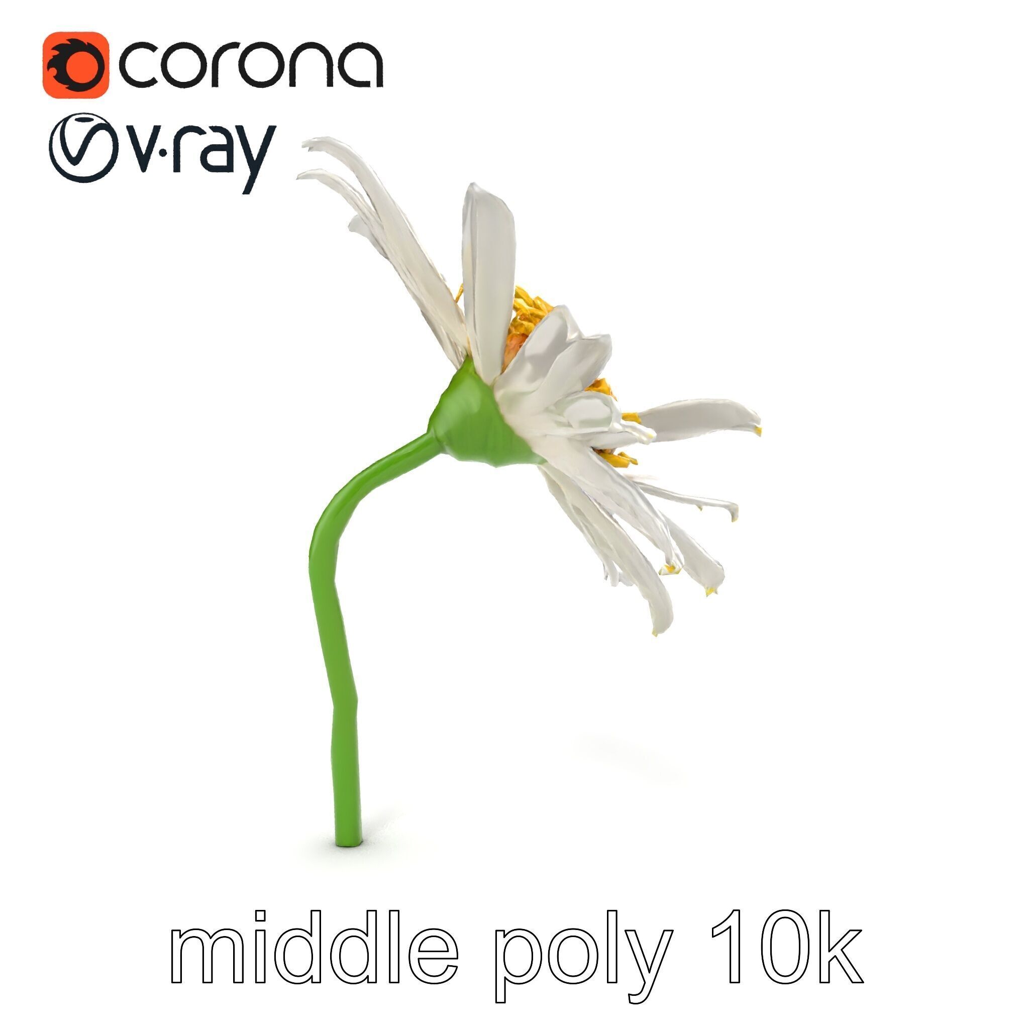 Lavandula White Flower Detailed Petals model pack Low-poly 3D model_16