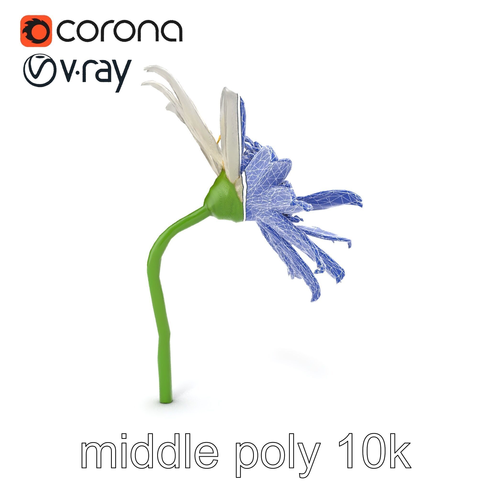 Lavandula White Flower Detailed Petals model pack Low-poly 3D model_19