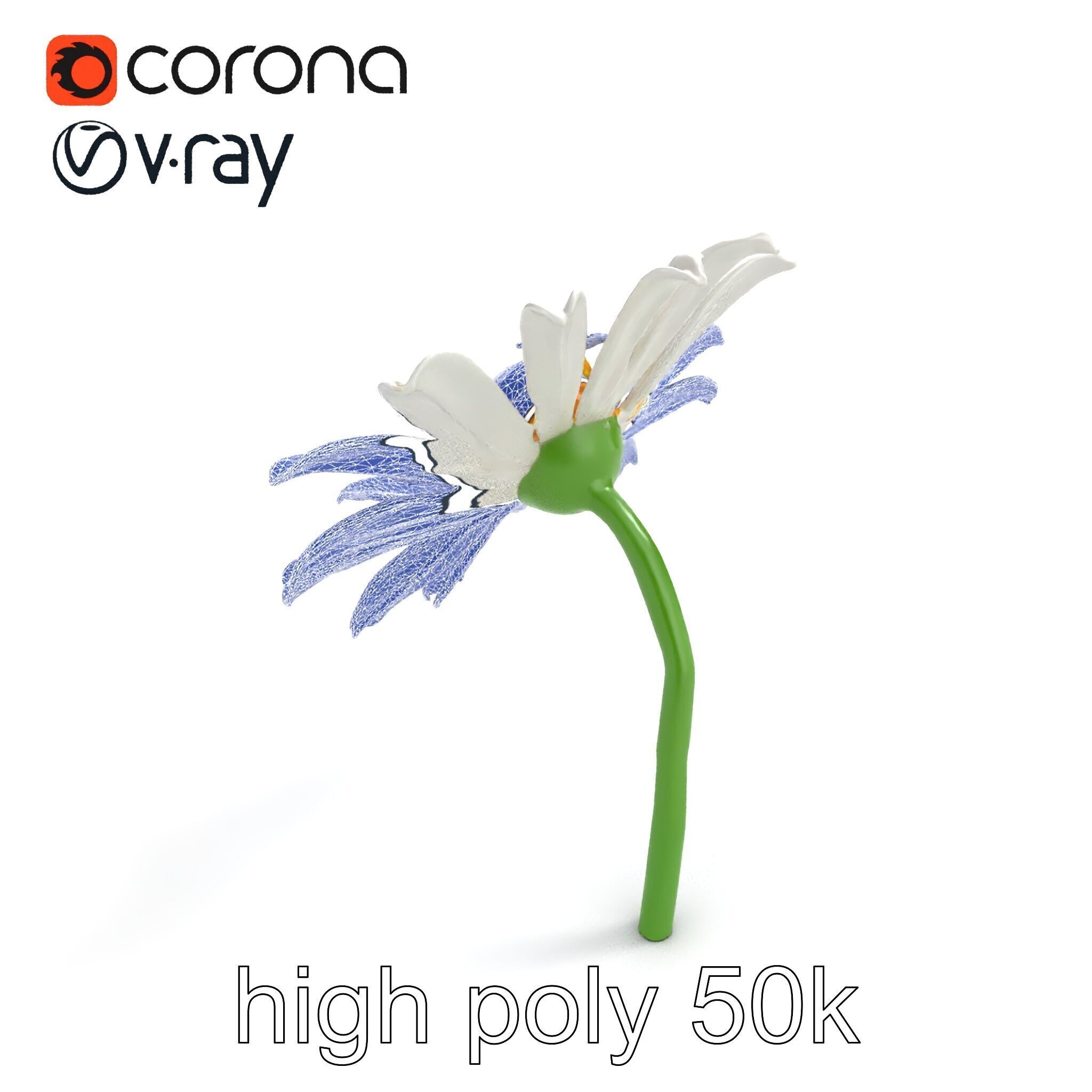 Lavandula White Flower Detailed Petals model pack Low-poly 3D model_11