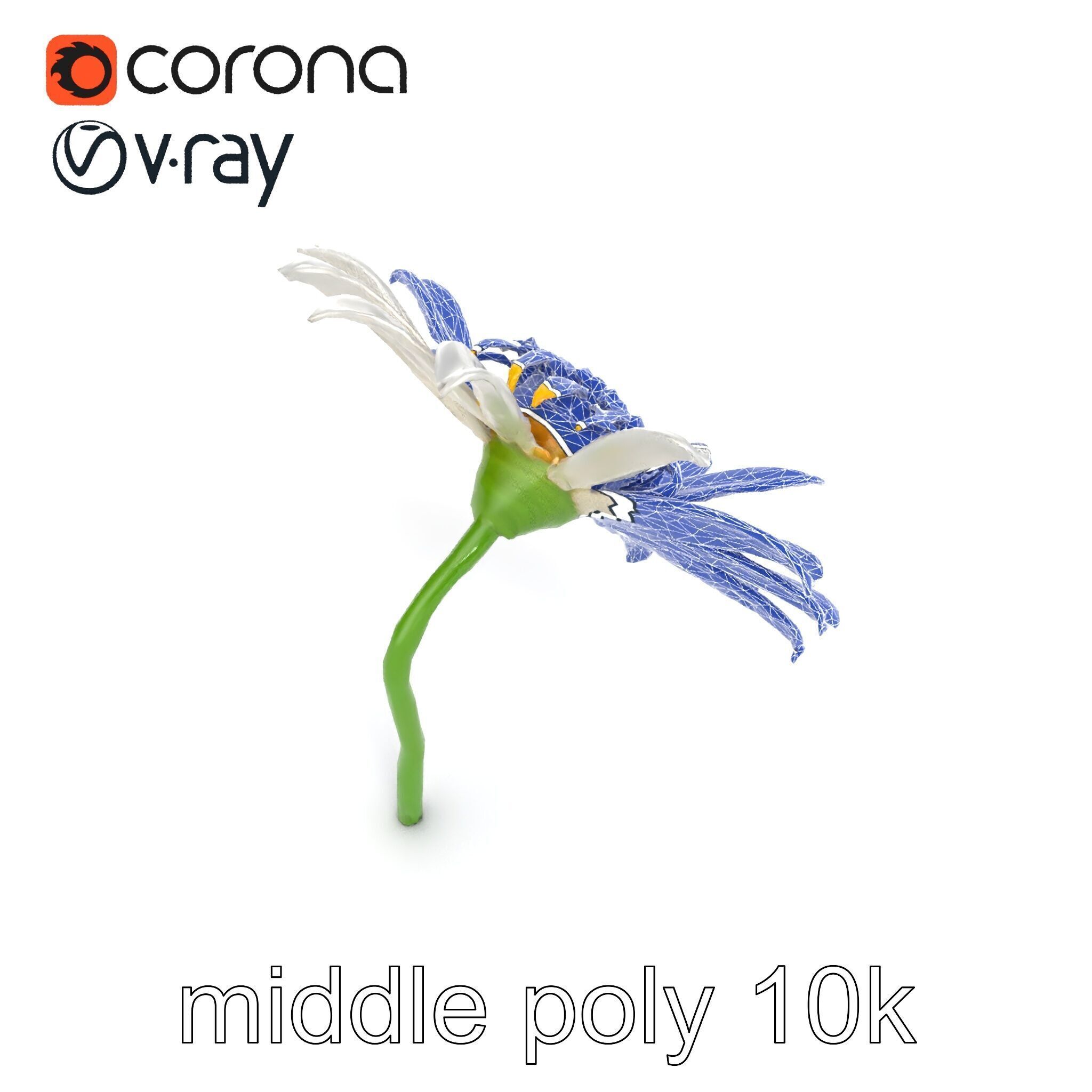 Lavandula White Flower Detailed Petals model pack Low-poly 3D model_27