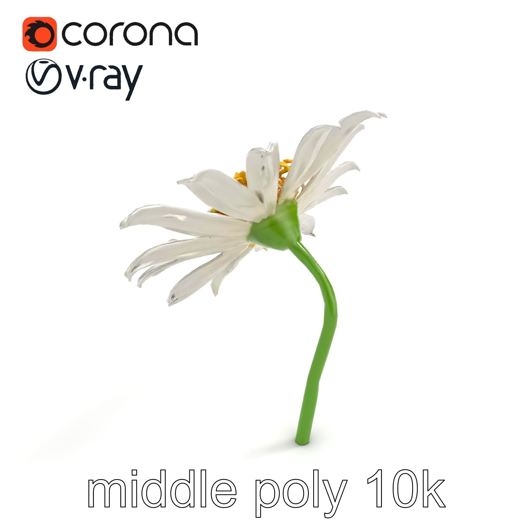 Lavandula White Flower Detailed Petals model pack Low-poly 3D model_8