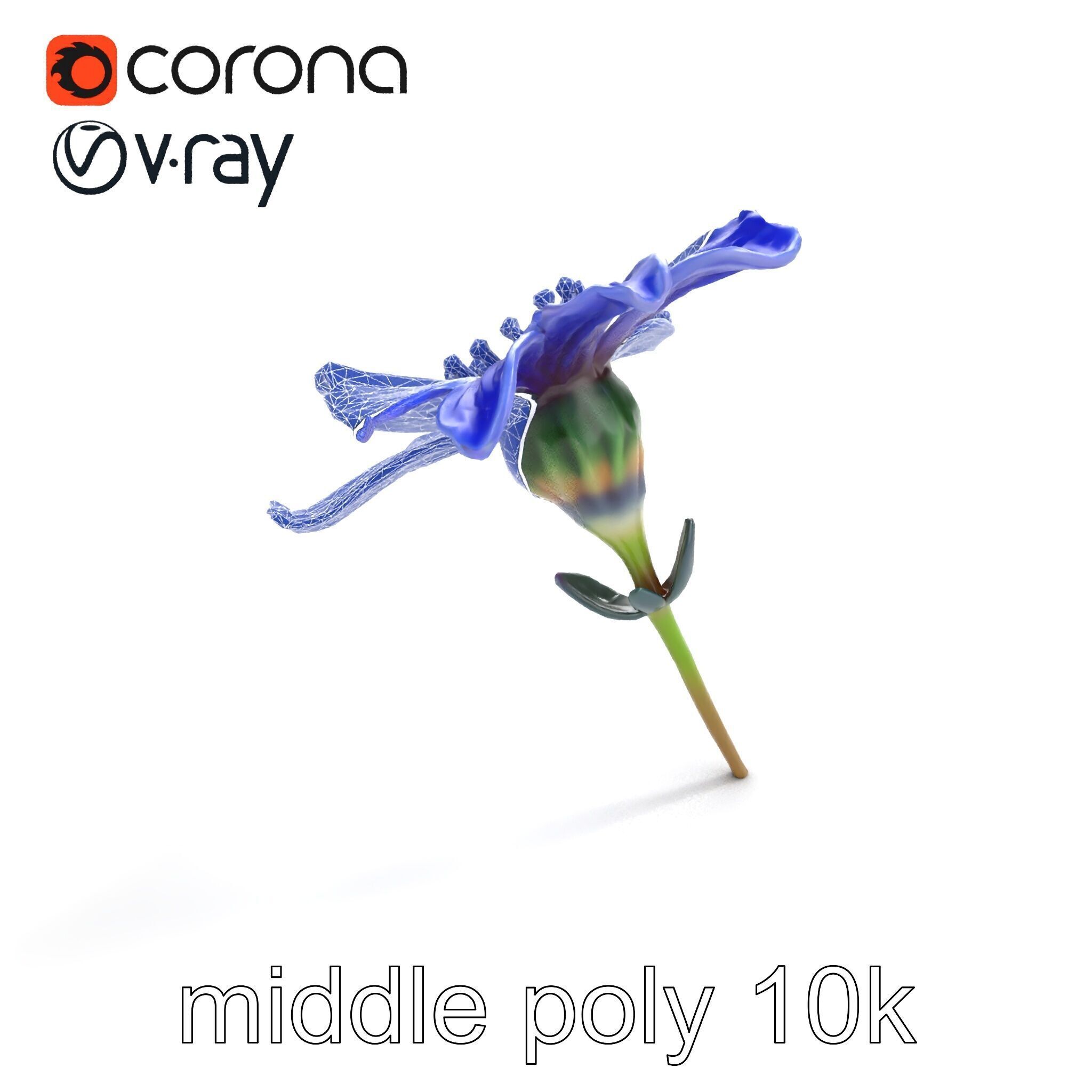 Lavandula Blue Flower Natural Texture model pack Low-poly 3D model_11