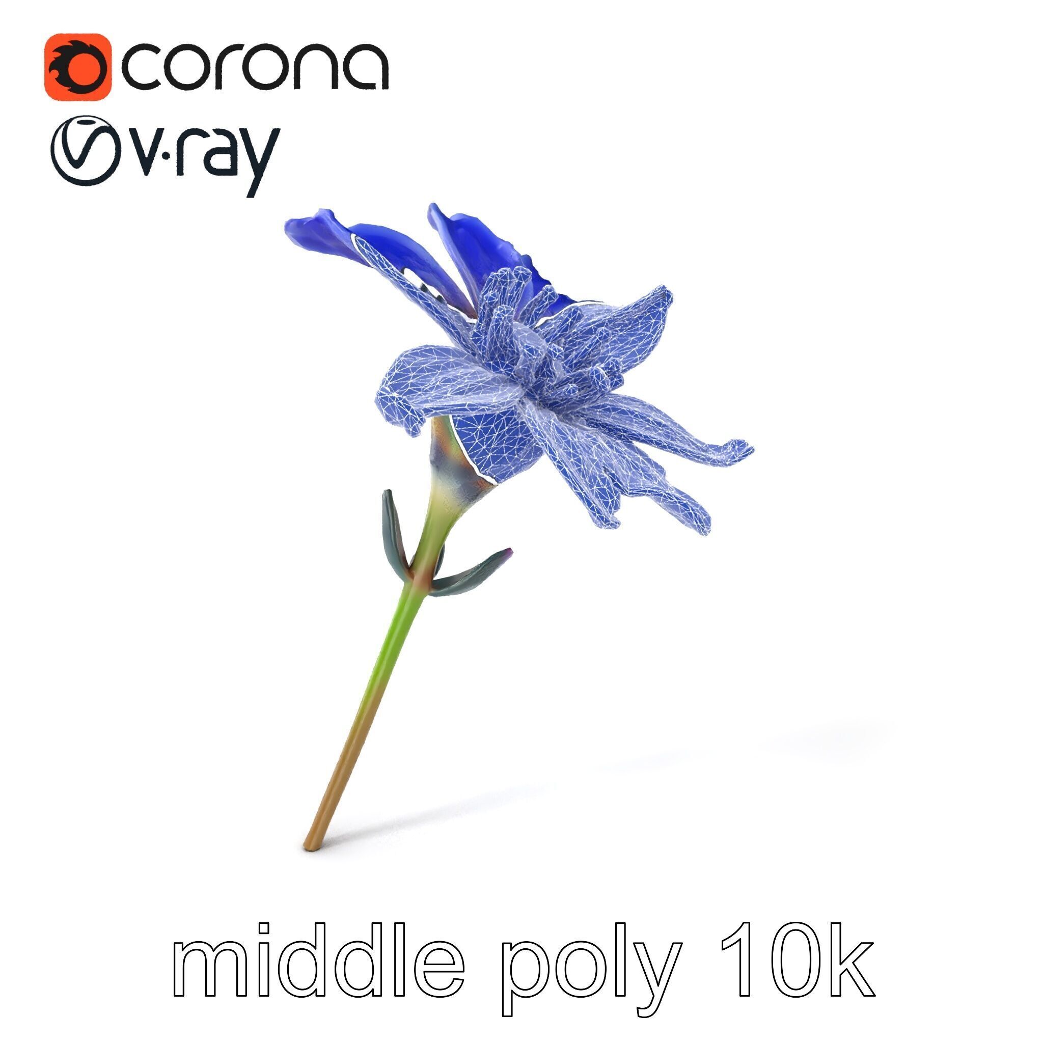 Lavandula Blue Flower Natural Texture model pack Low-poly 3D model_6