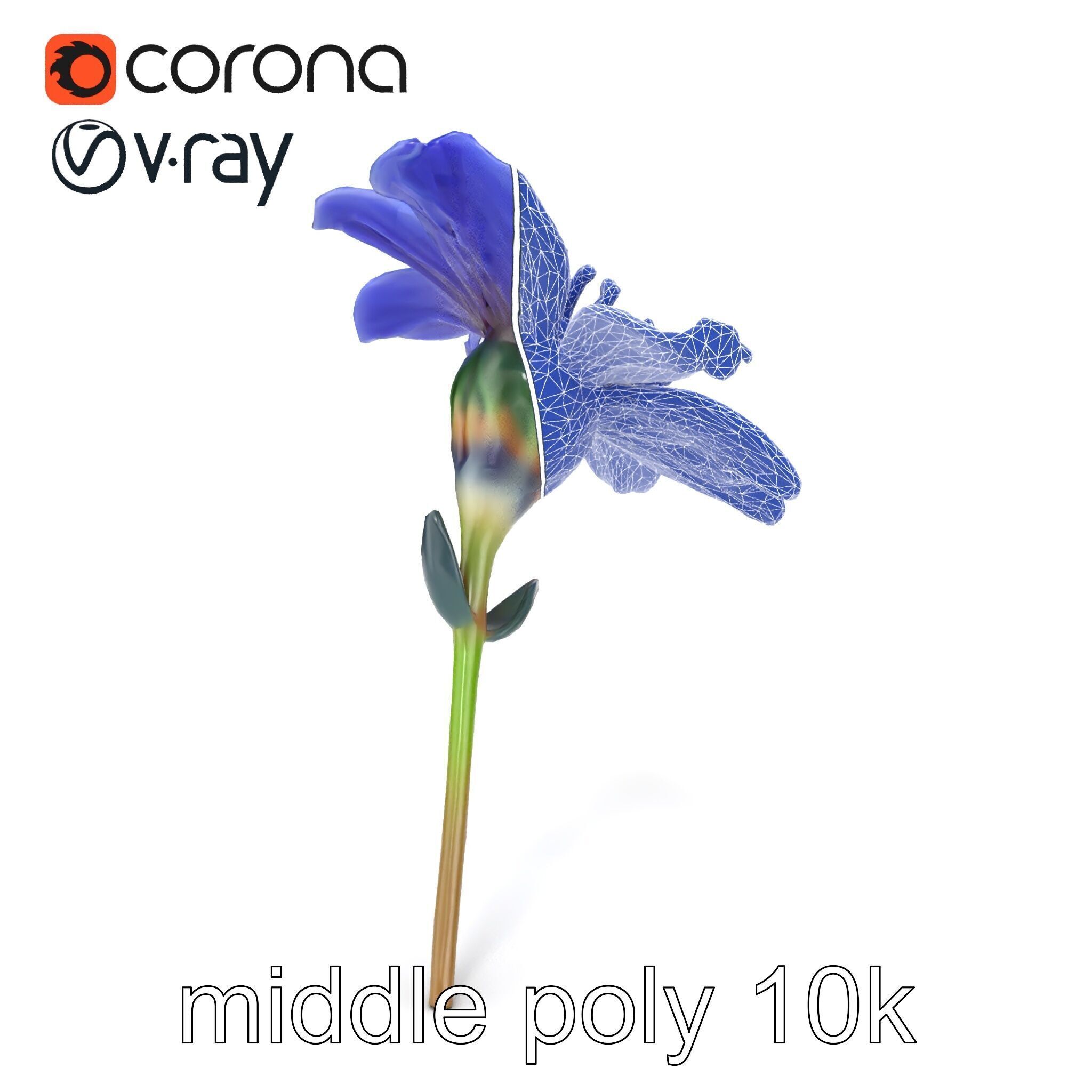 Lavandula Blue Flower Natural Texture model pack Low-poly 3D model_30