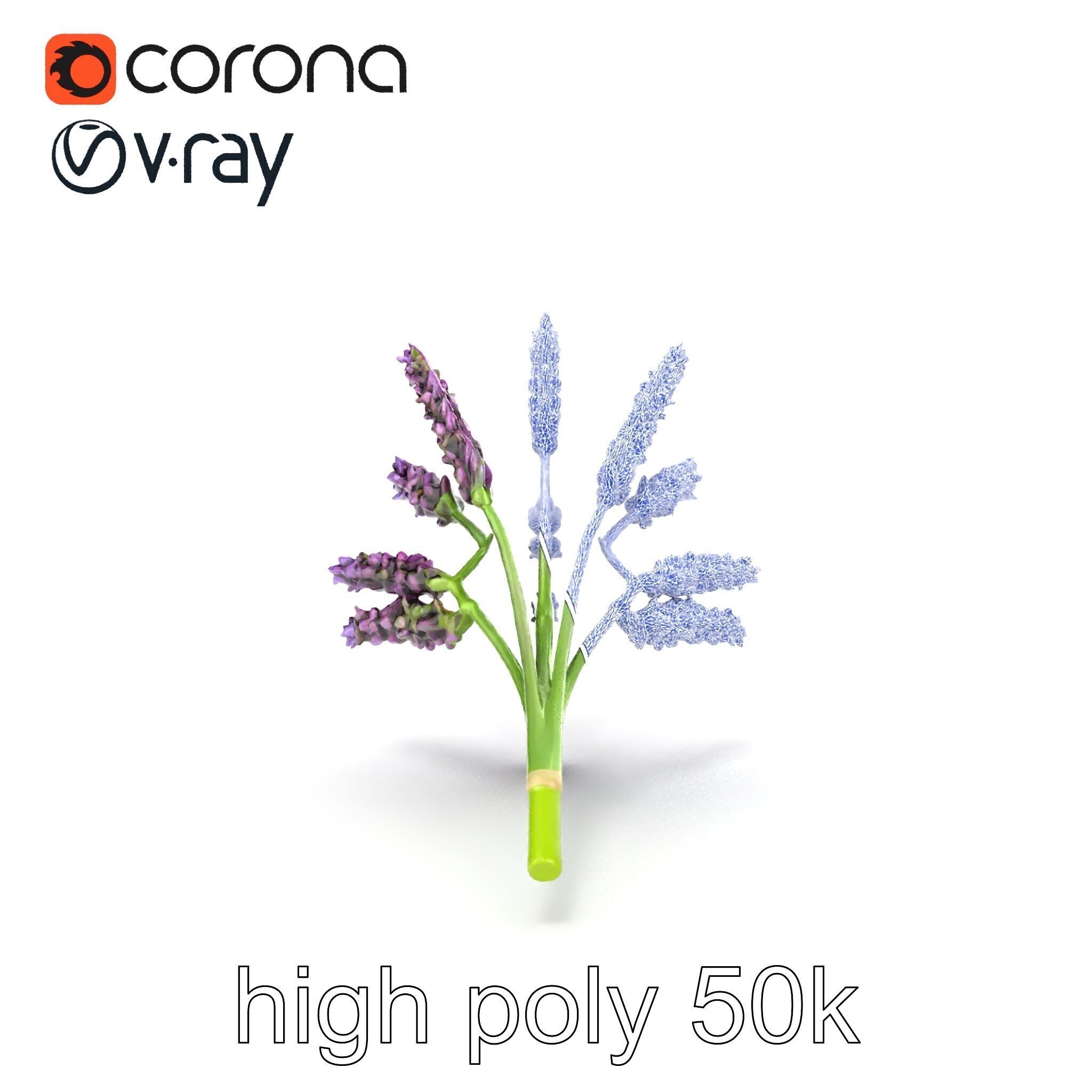 Realistic Lavender Plant Diversity model pack Low-poly 3D model_31