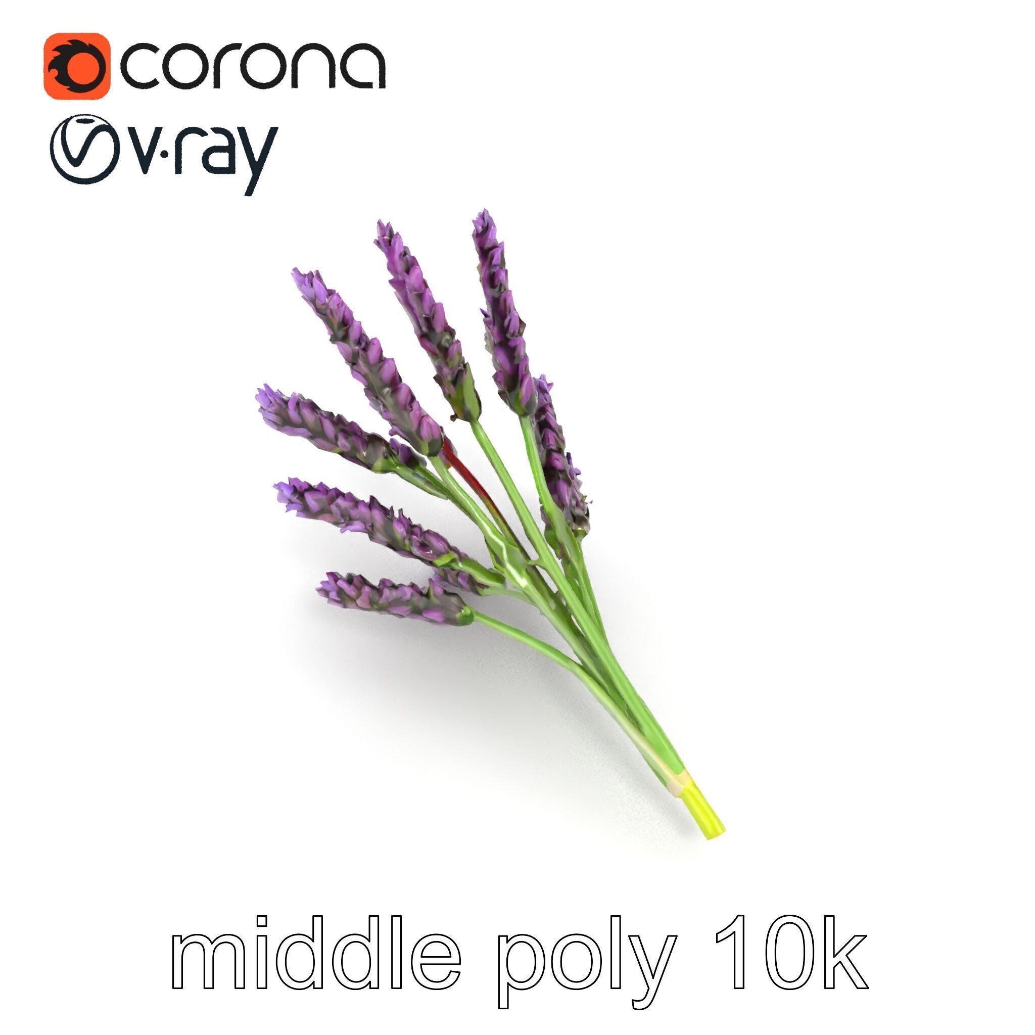 Realistic Lavender Plant Diversity model pack Low-poly 3D model_27