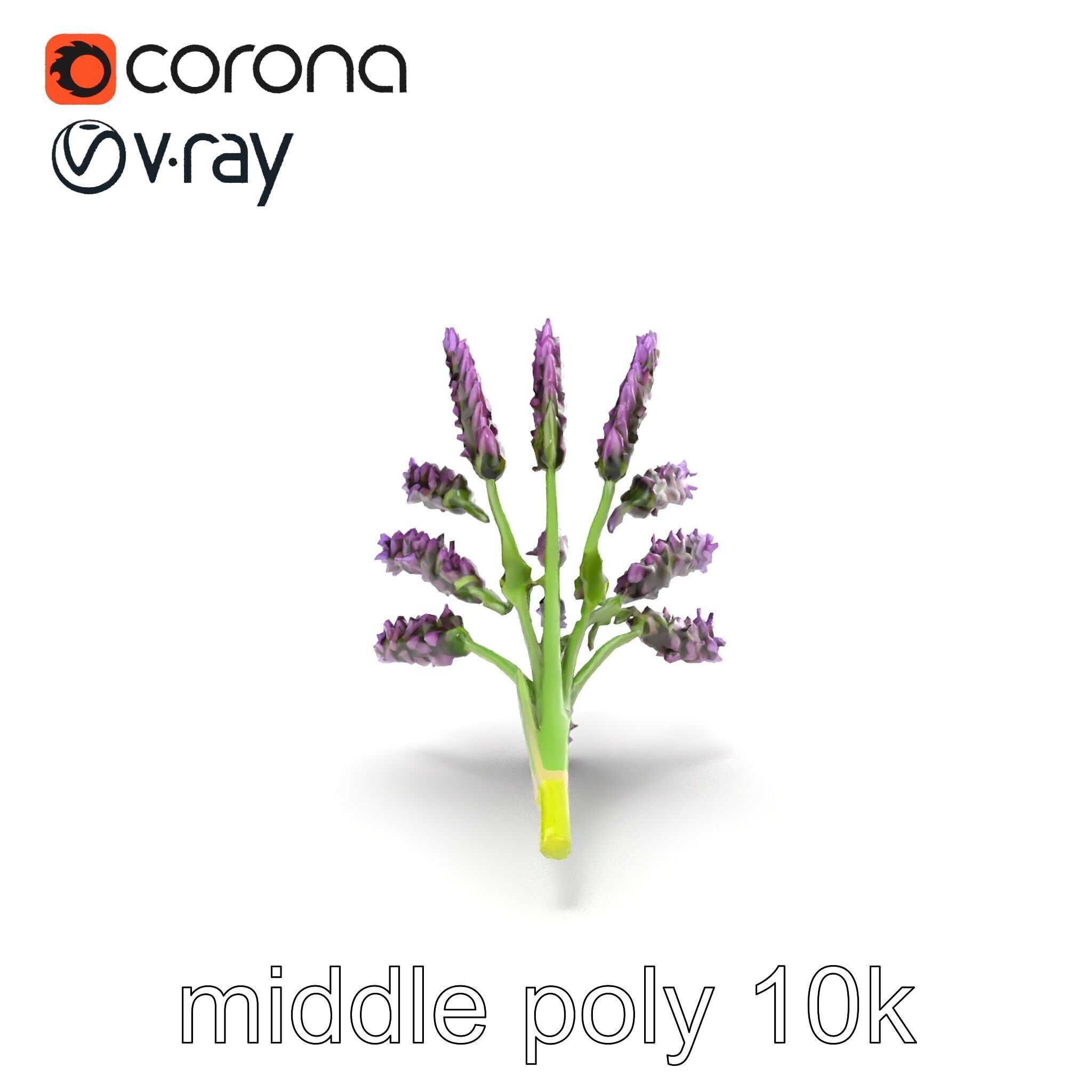 Realistic Lavender Plant Diversity model pack Low-poly 3D model_19