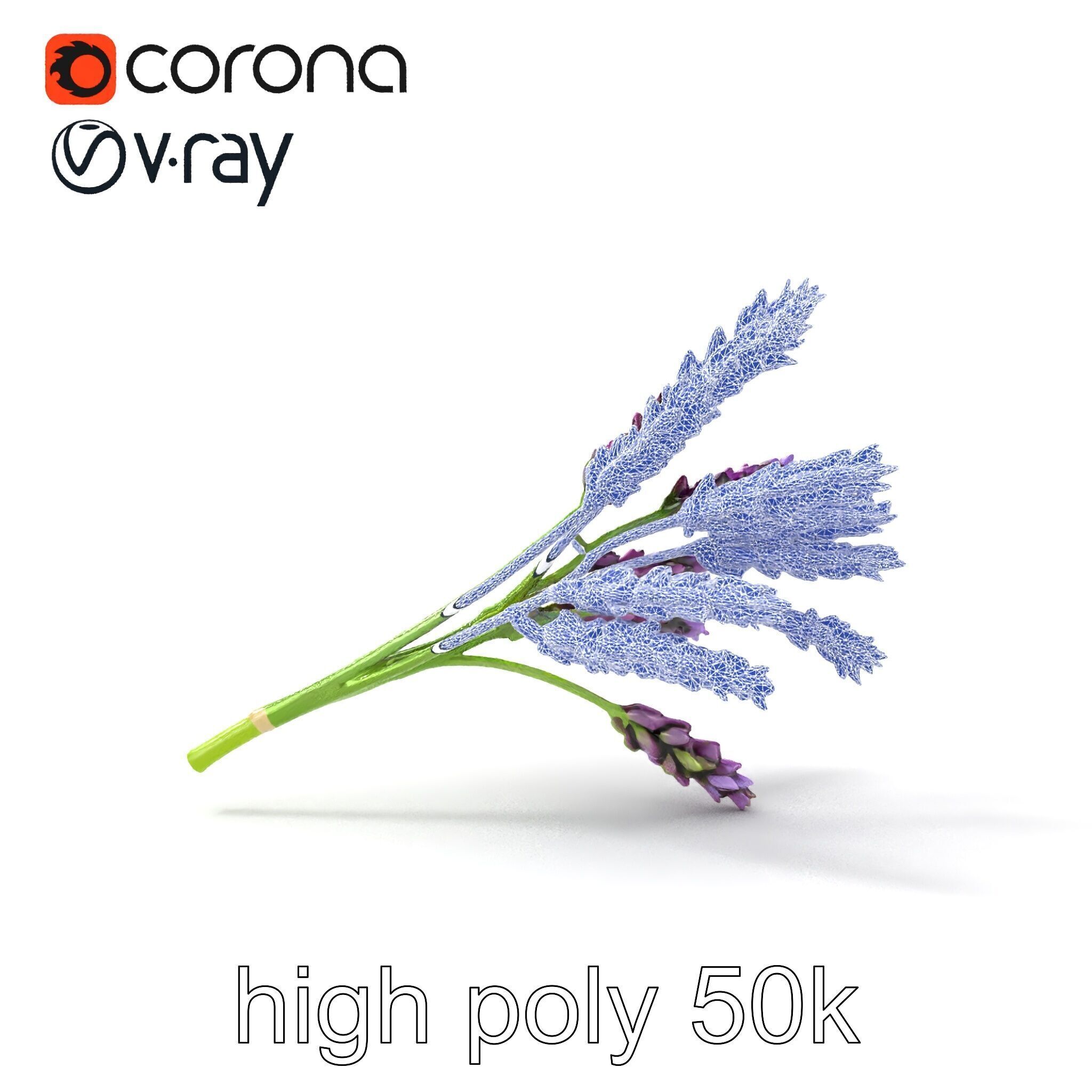 Realistic Lavender Plant Diversity model pack Low-poly 3D model_25