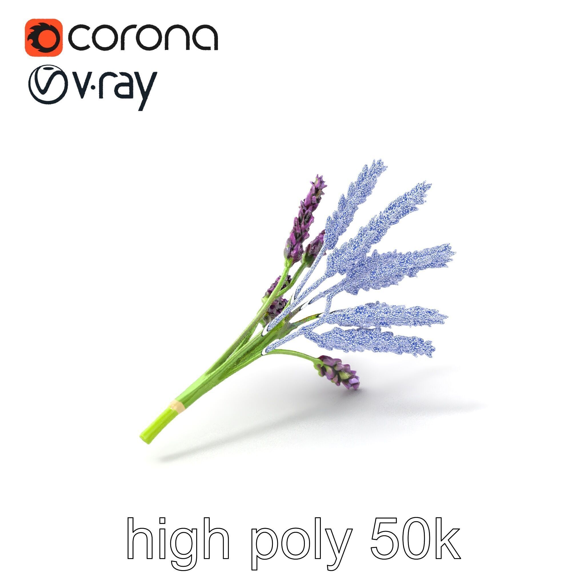 Realistic Lavender Plant Diversity model pack Low-poly 3D model_10