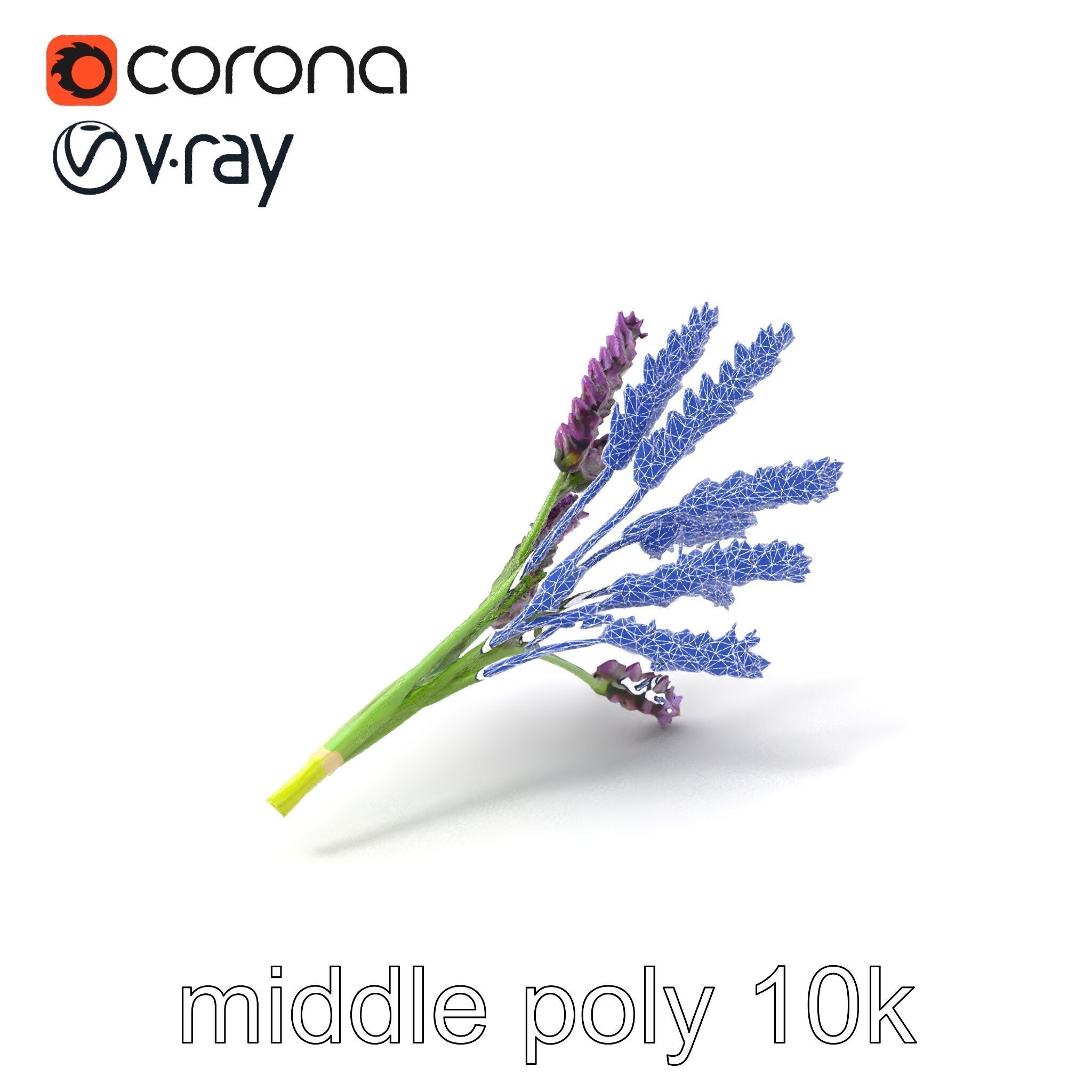 Realistic Lavender Plant Diversity model pack Low-poly 3D model_6