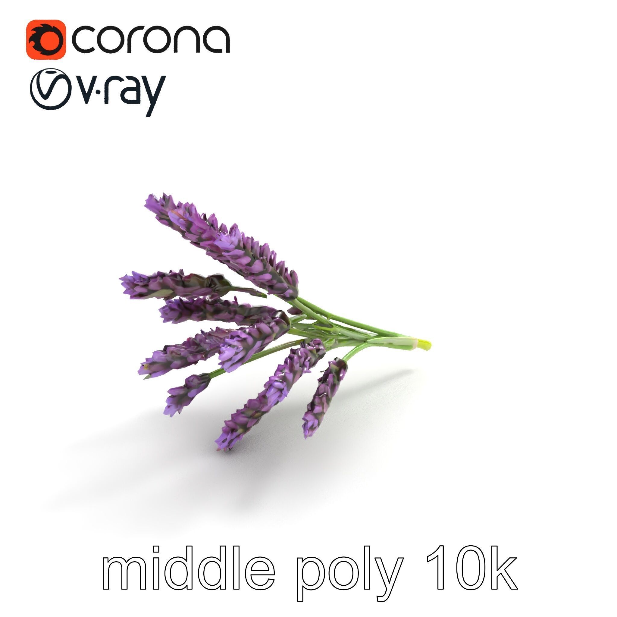 Realistic Lavender Plant Diversity model pack Low-poly 3D model_8