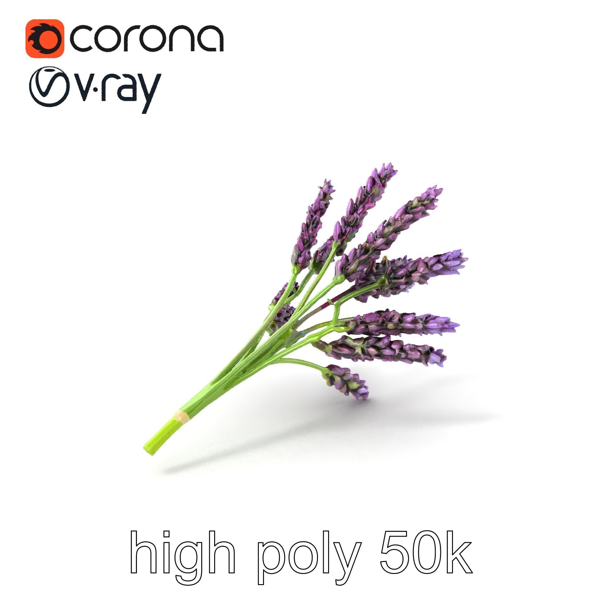 Realistic Lavender Plant Diversity model pack Low-poly 3D model_2