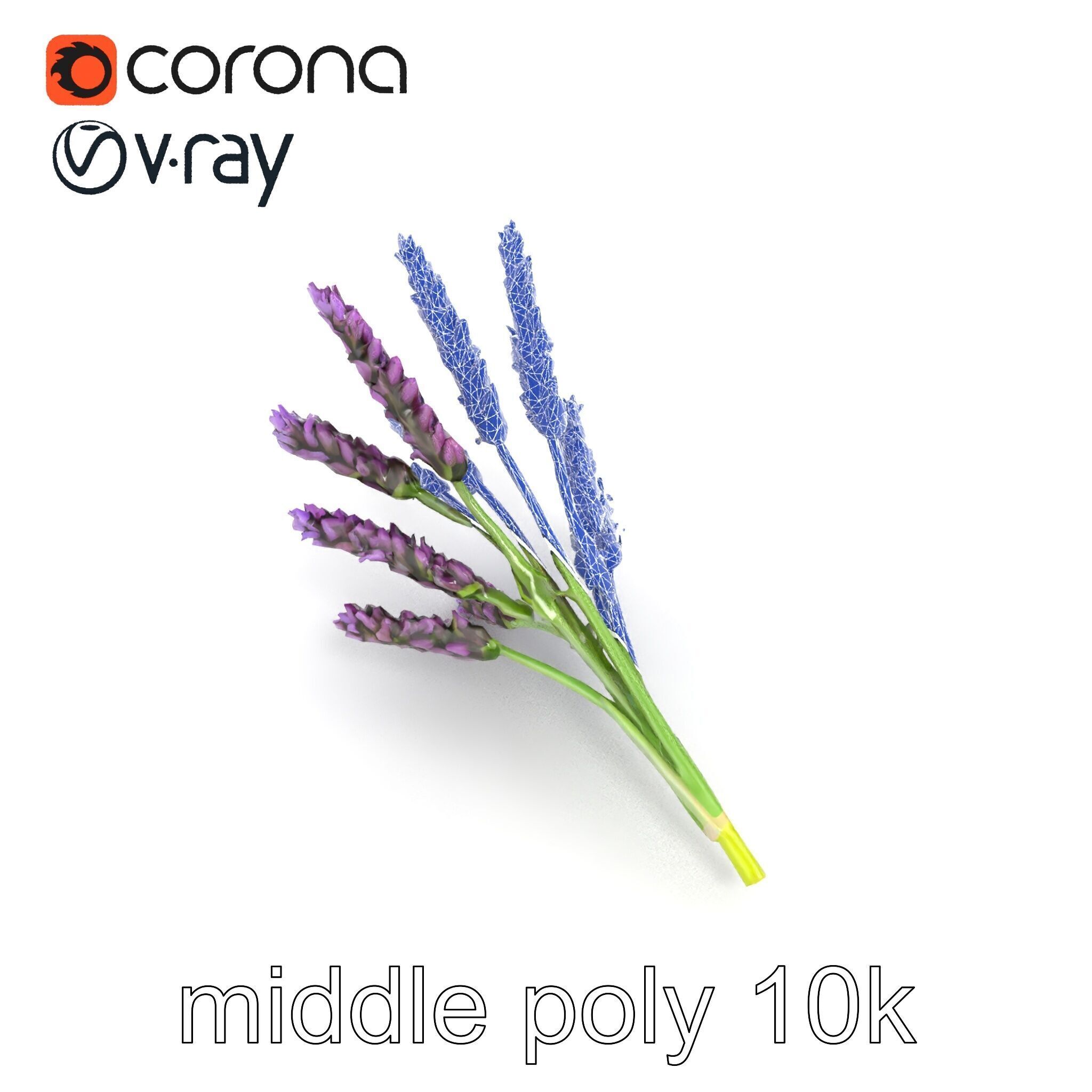 Realistic Lavender Plant Diversity model pack Low-poly 3D model_24