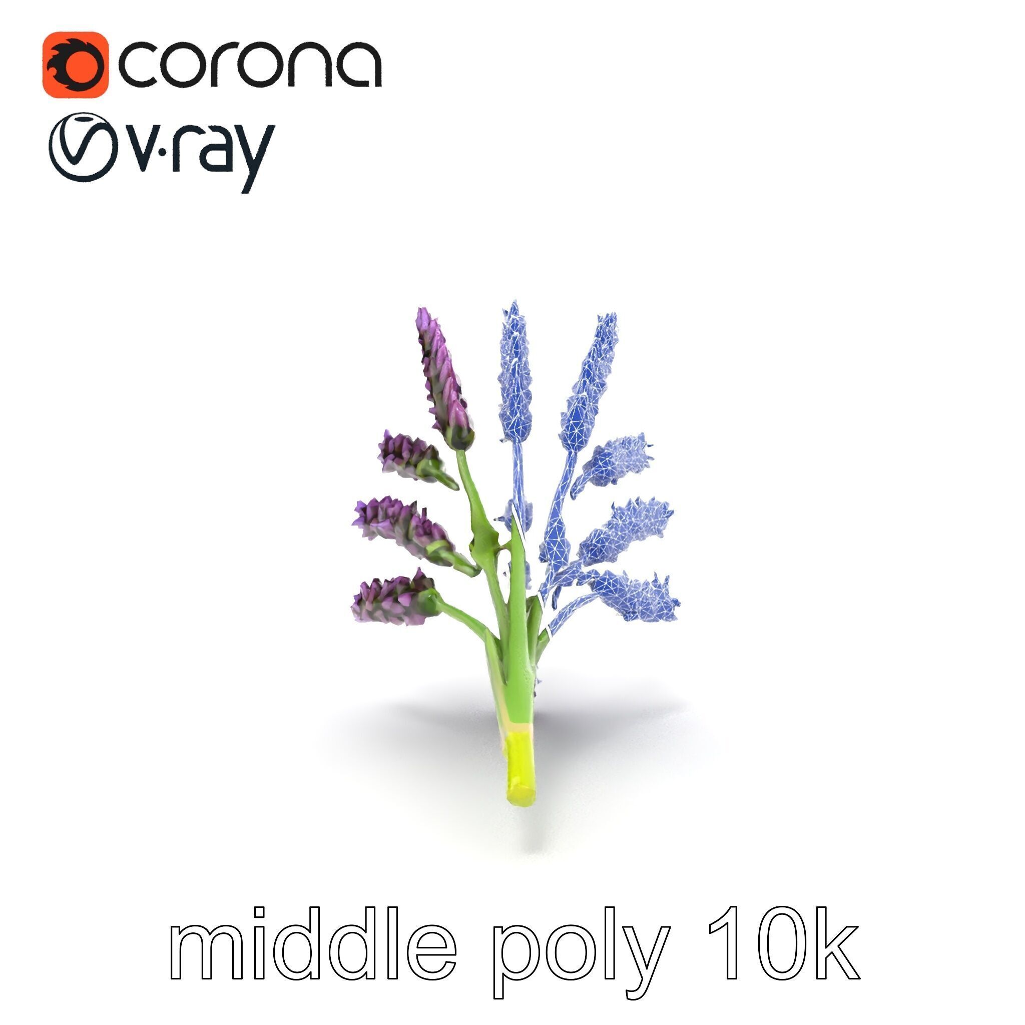 Realistic Lavender Plant Diversity model pack Low-poly 3D model_26