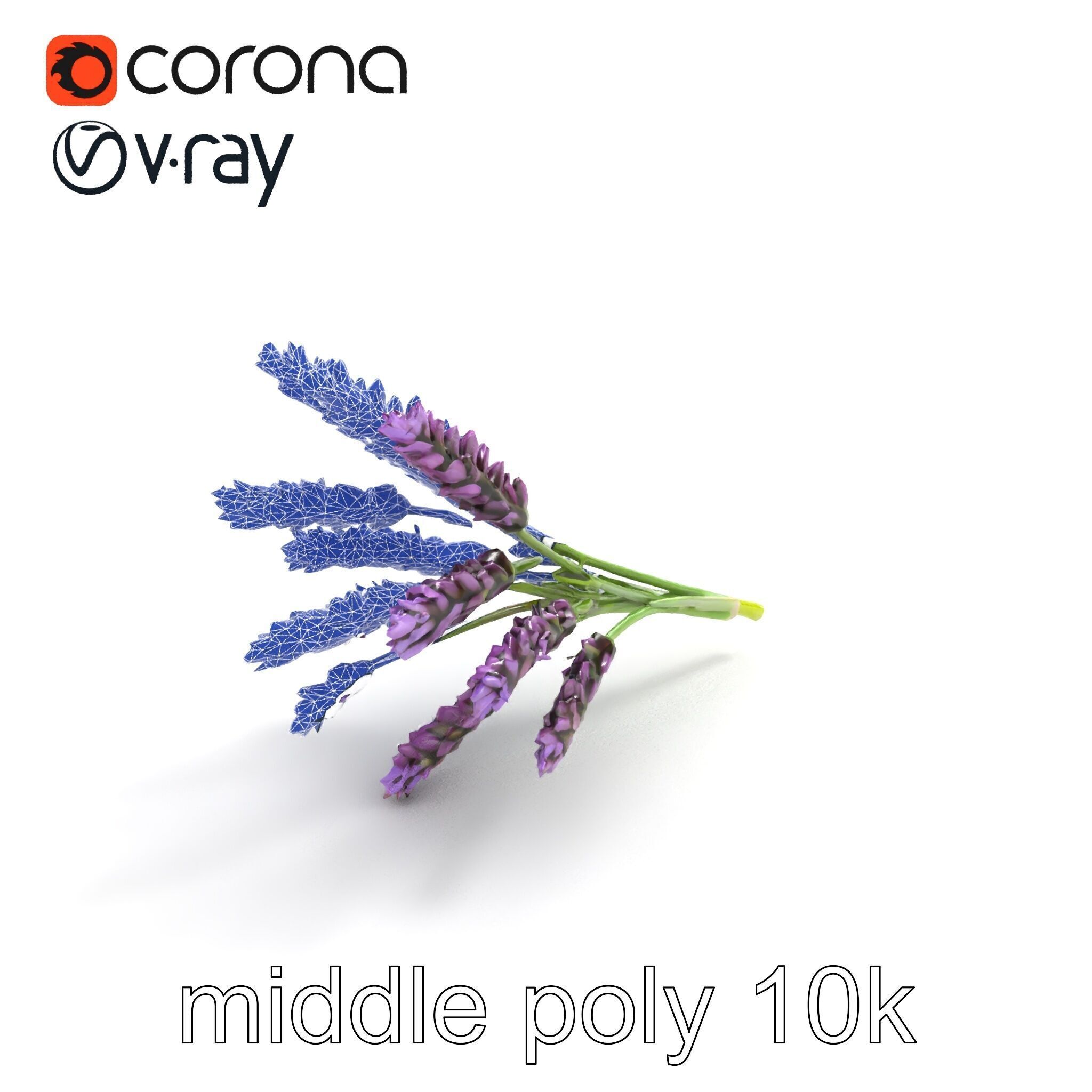 Realistic Lavender Plant Diversity model pack Low-poly 3D model_11