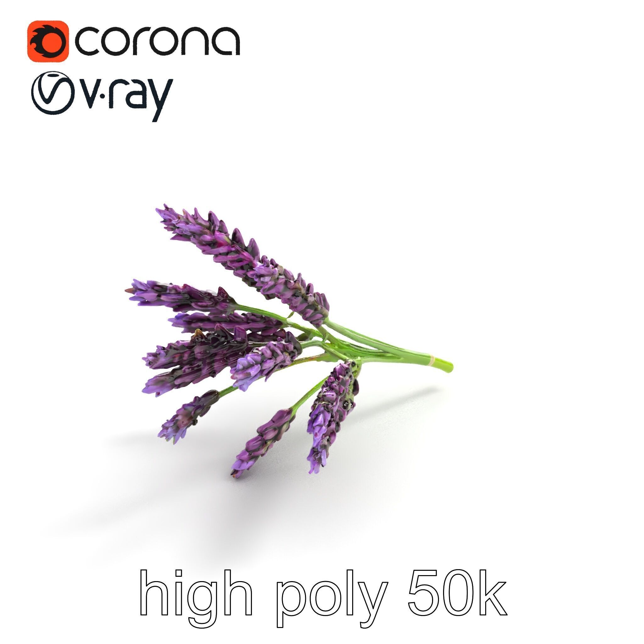Realistic Lavender Plant Diversity model pack Low-poly 3D model_12