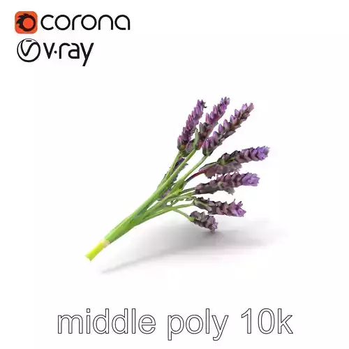 Realistic Lavender Plant Diversity model pack Low-poly 3D model Realistic Lavender Plant Diversity model pack Low-poly 3D model